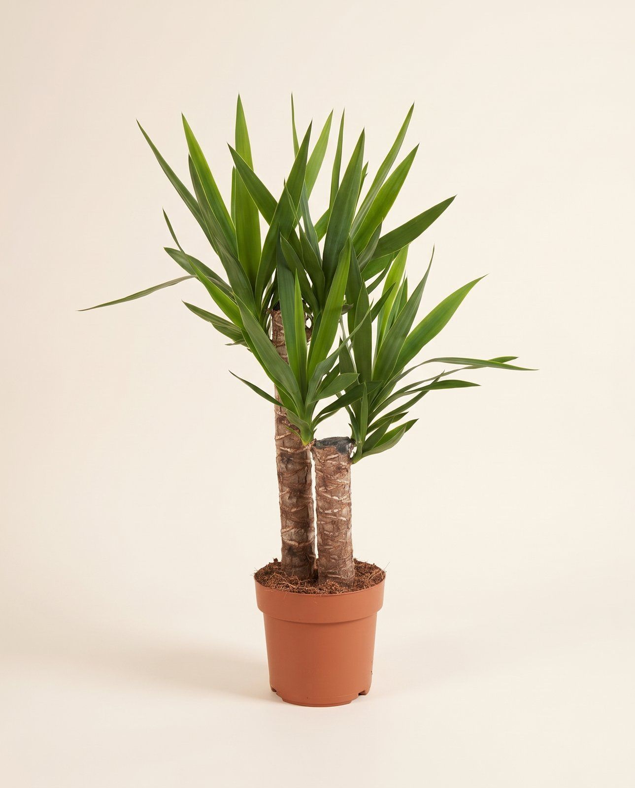 Yucca Palmlilien Elephantipes (2 stam)
