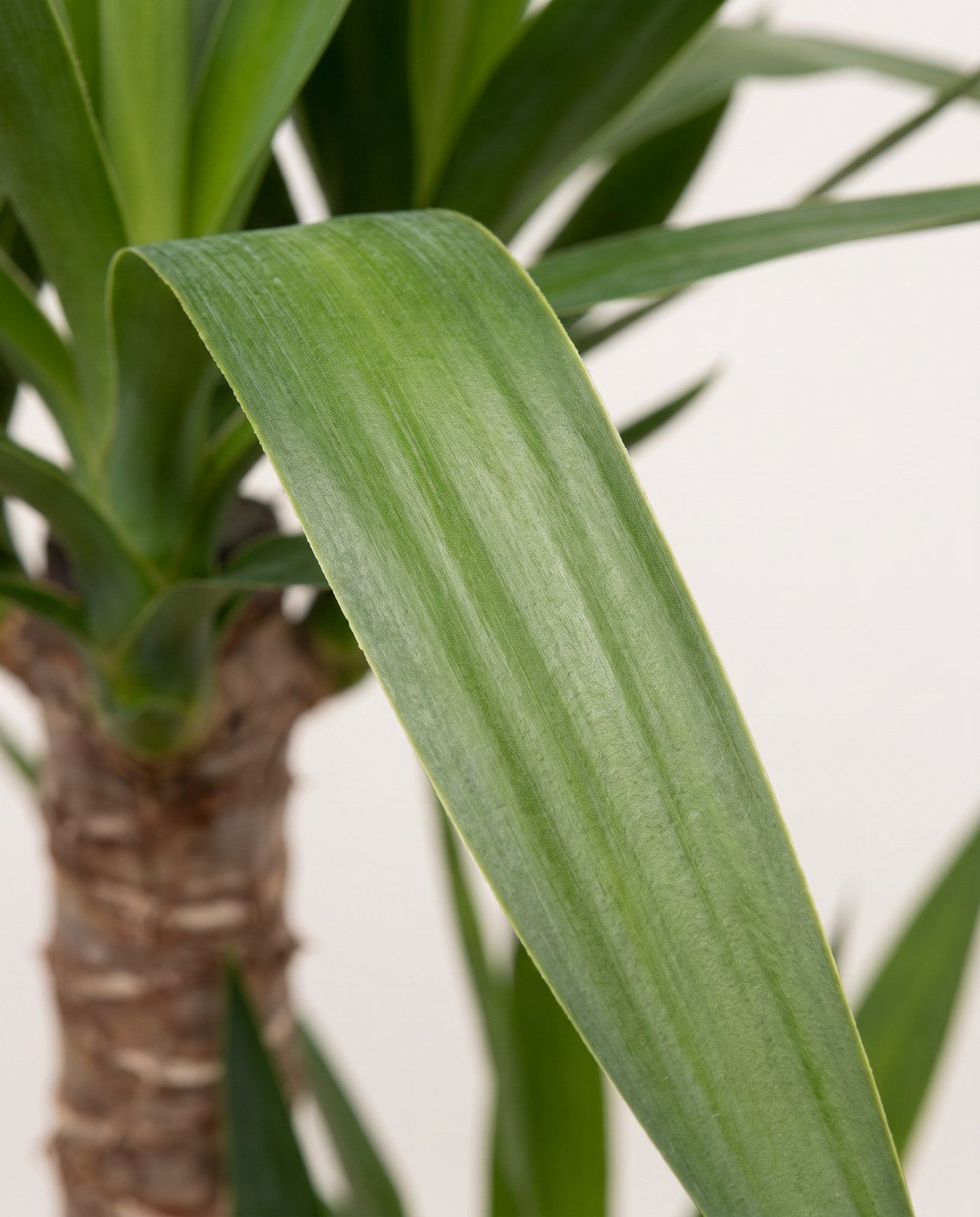 Yucca Palmlilien Elephantipes (2 stam)