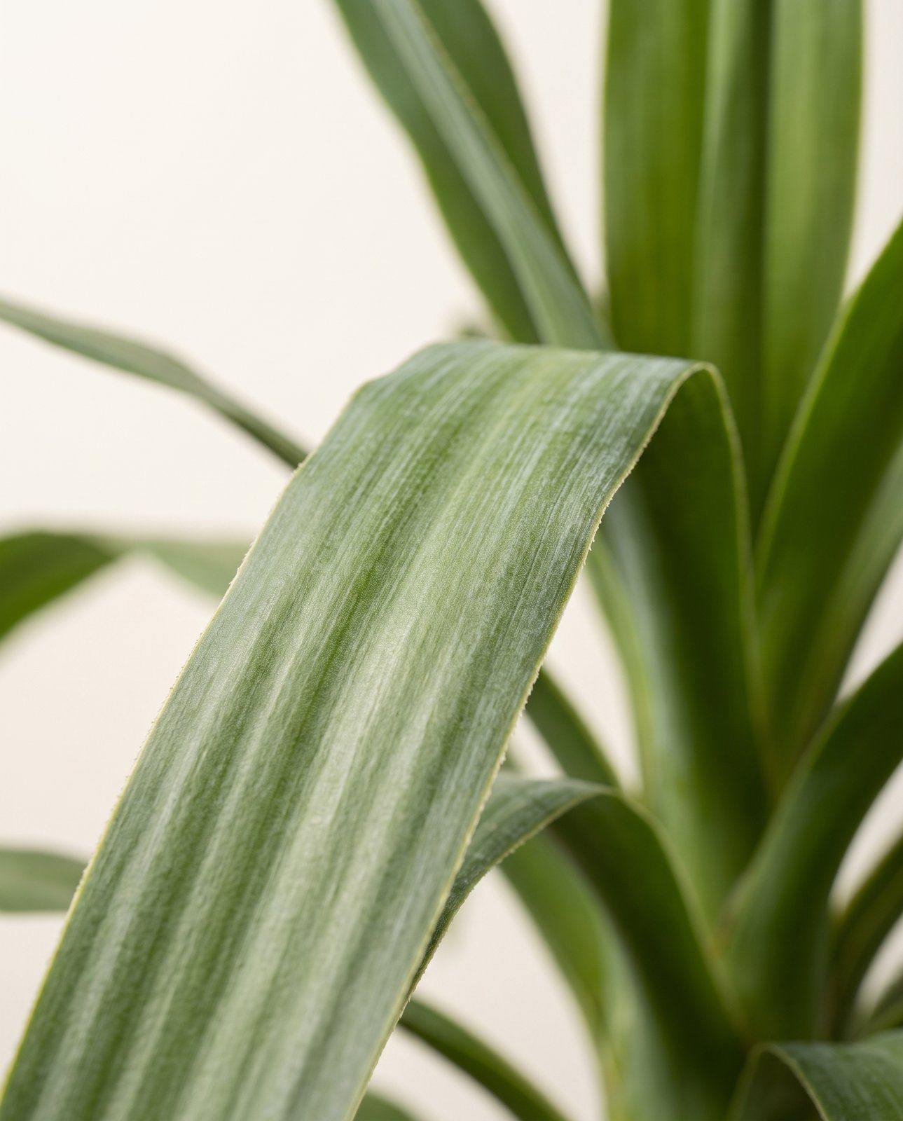 Yucca Palmlilien Elephantipes (2 stam)