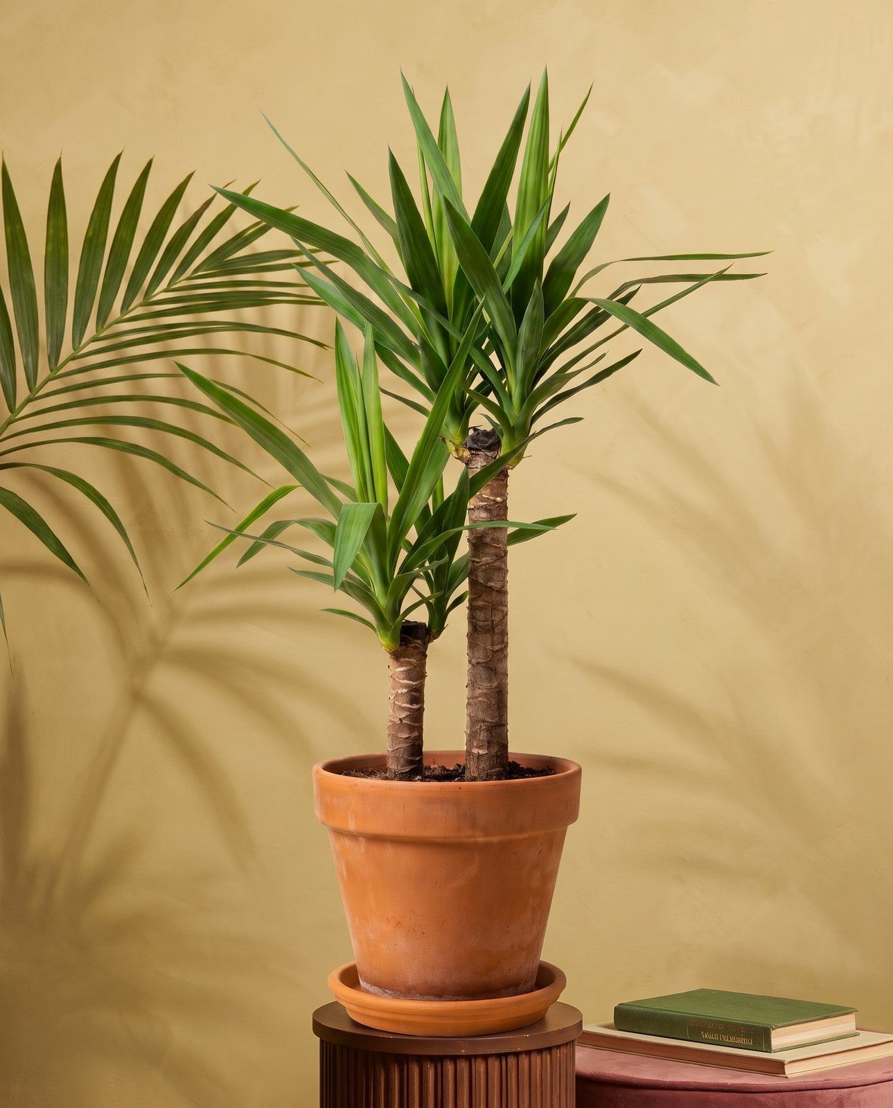 Yucca Palmlilien Elephantipes (2 stam)