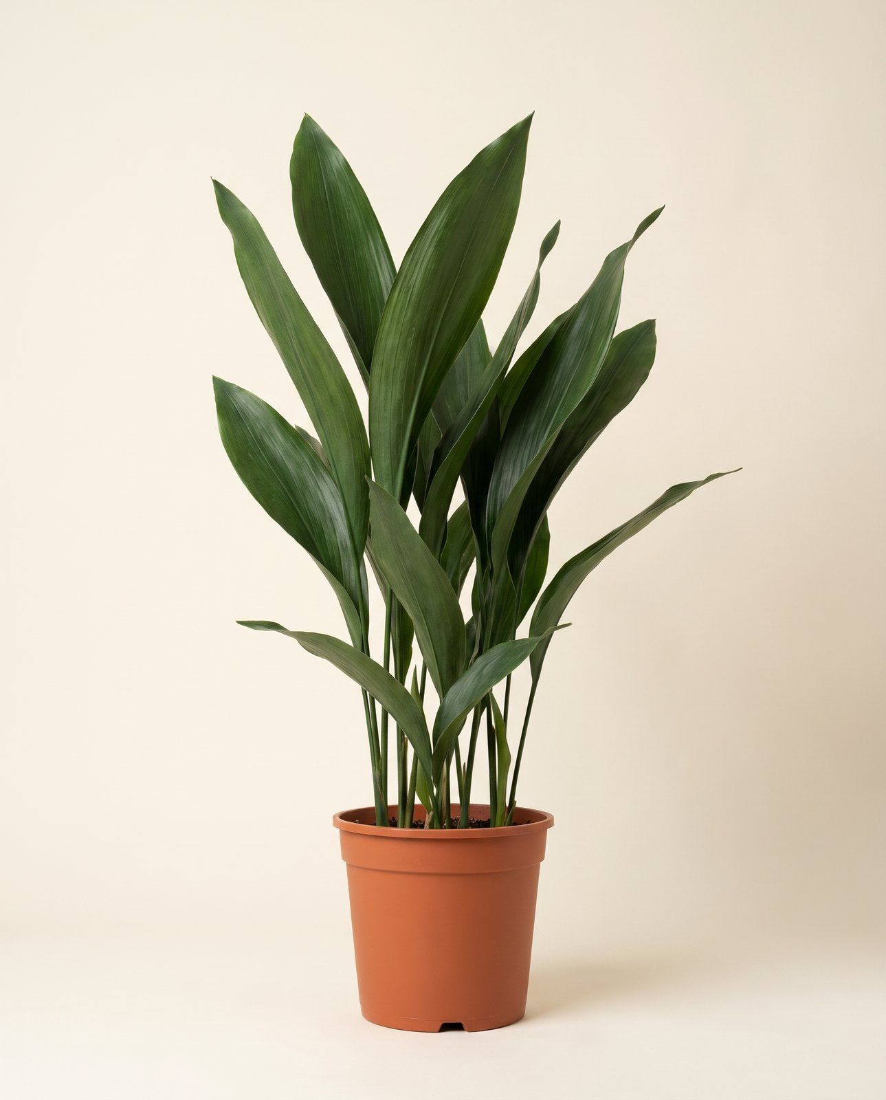 Aspidistra Aspidistra Elatior