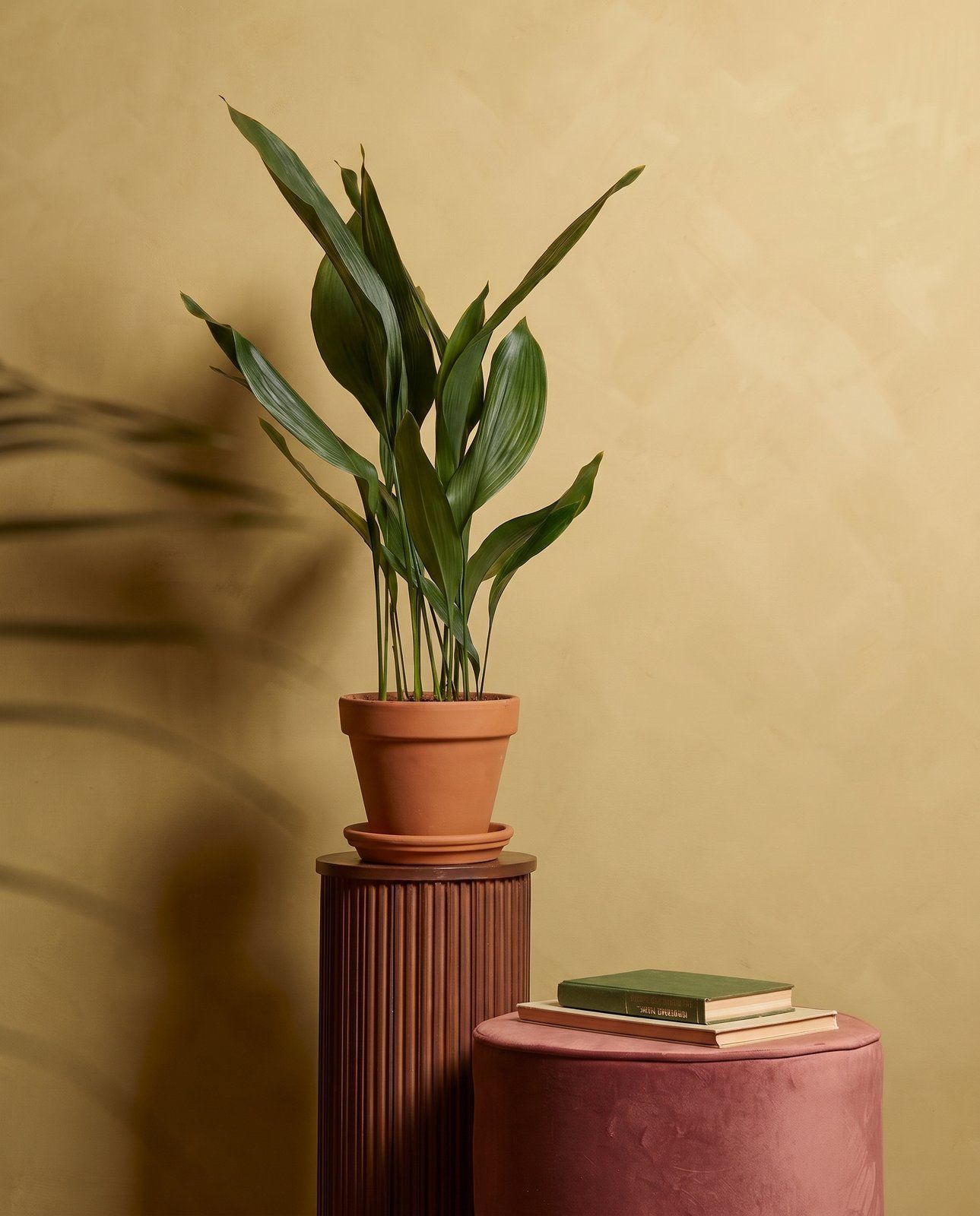 Aspidistra Aspidistra Elatior