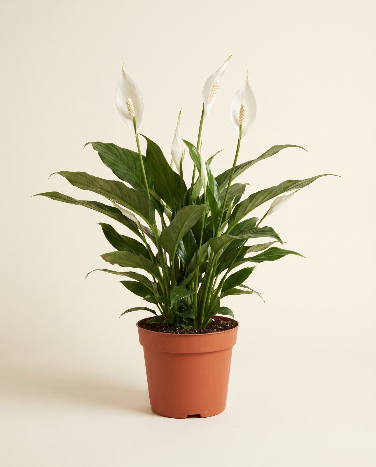 Spathiphyllum Purpurtute Vivaldi