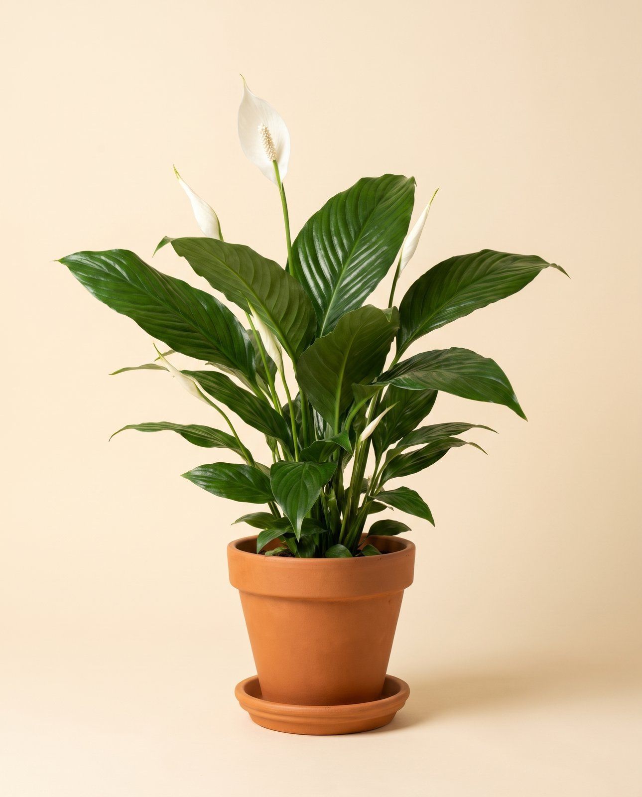 Spathiphyllum Witte Lepelplant Vivaldi