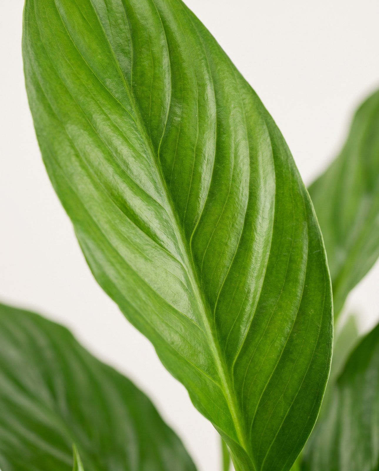Spathiphyllum Witte Lepelplant Vivaldi