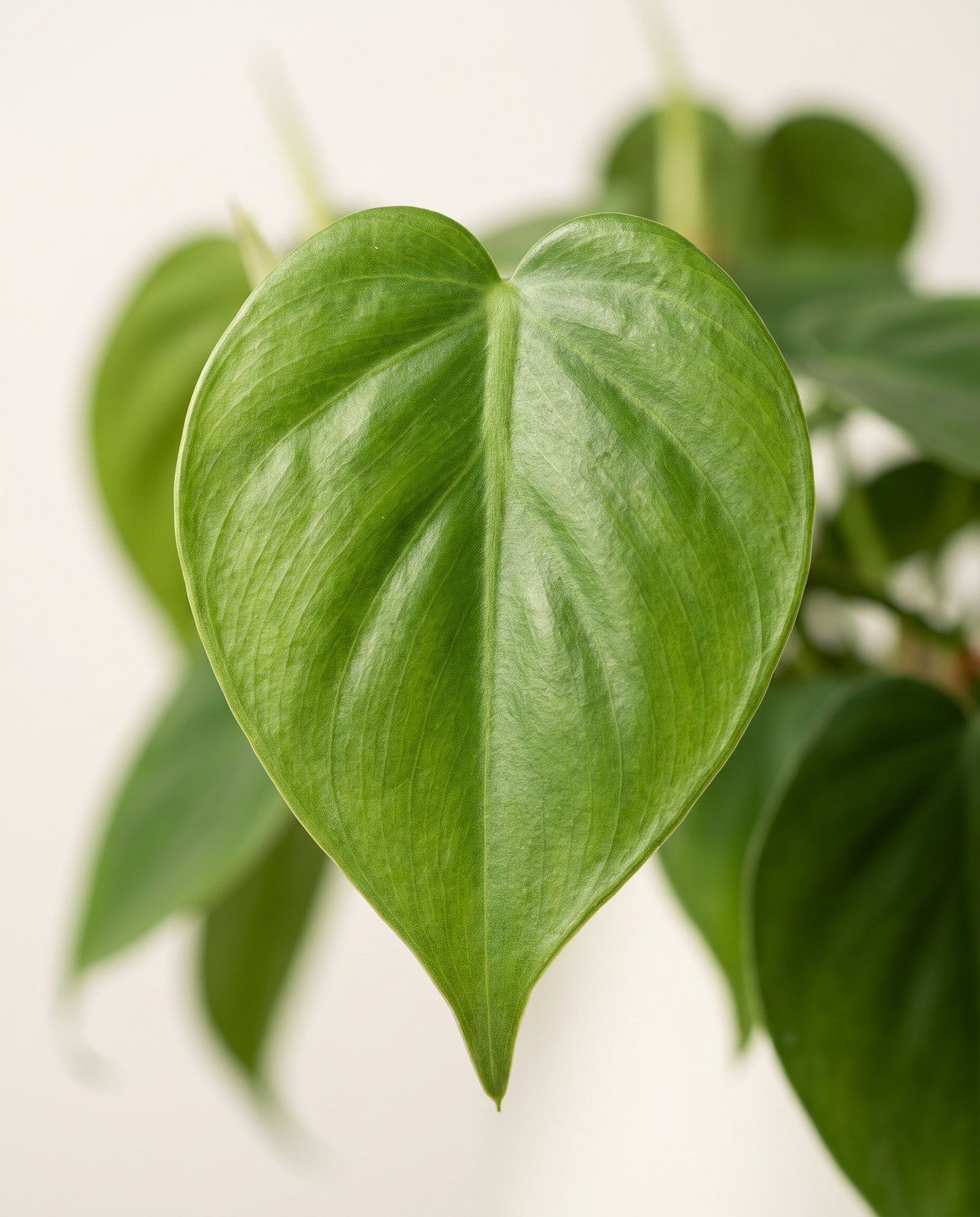 Philodendron Love tree Scandens
