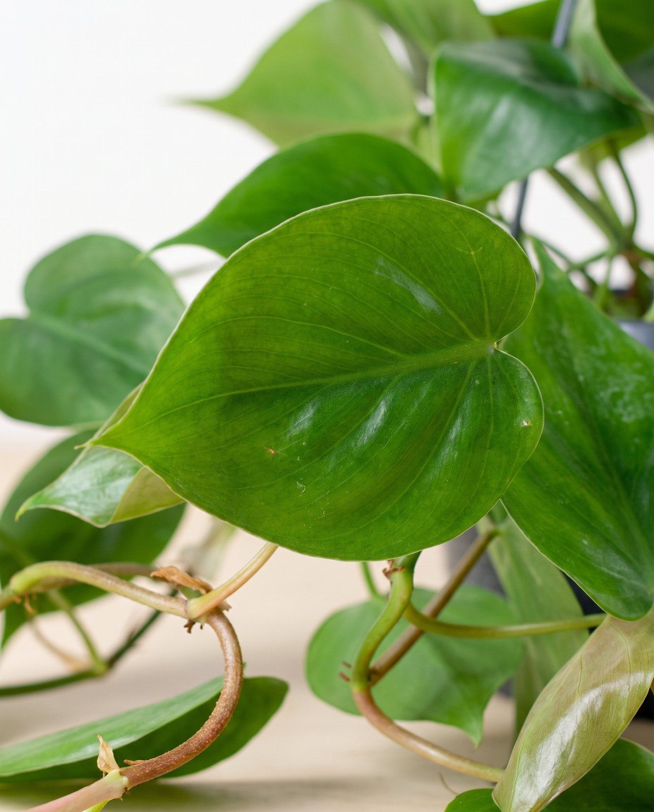 Philodendron Love tree Scandens