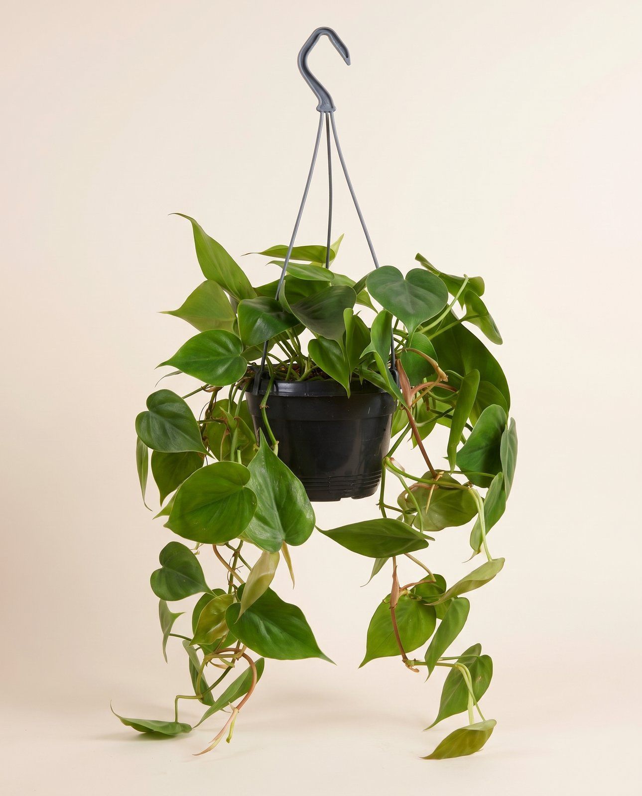 Philodendron Baumfreund Scandens