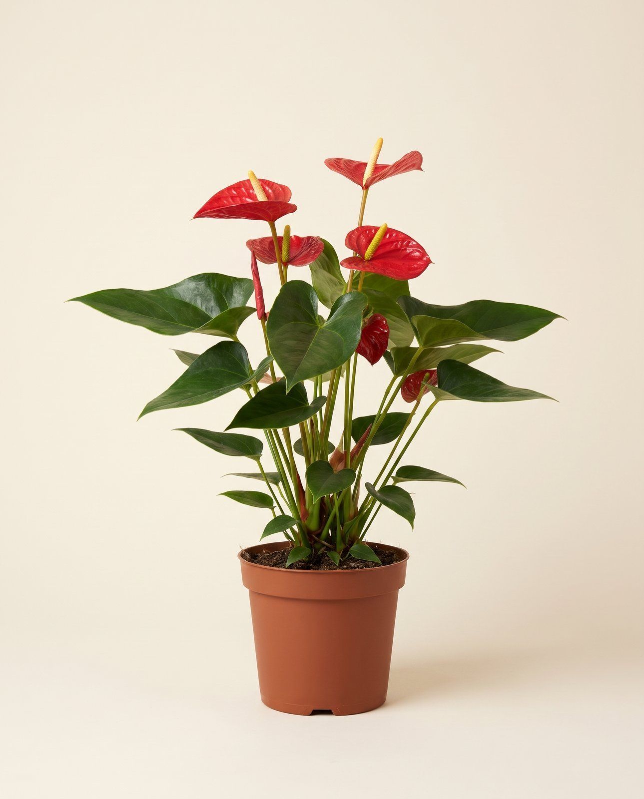 Anthurium Flamingoblumen Rood