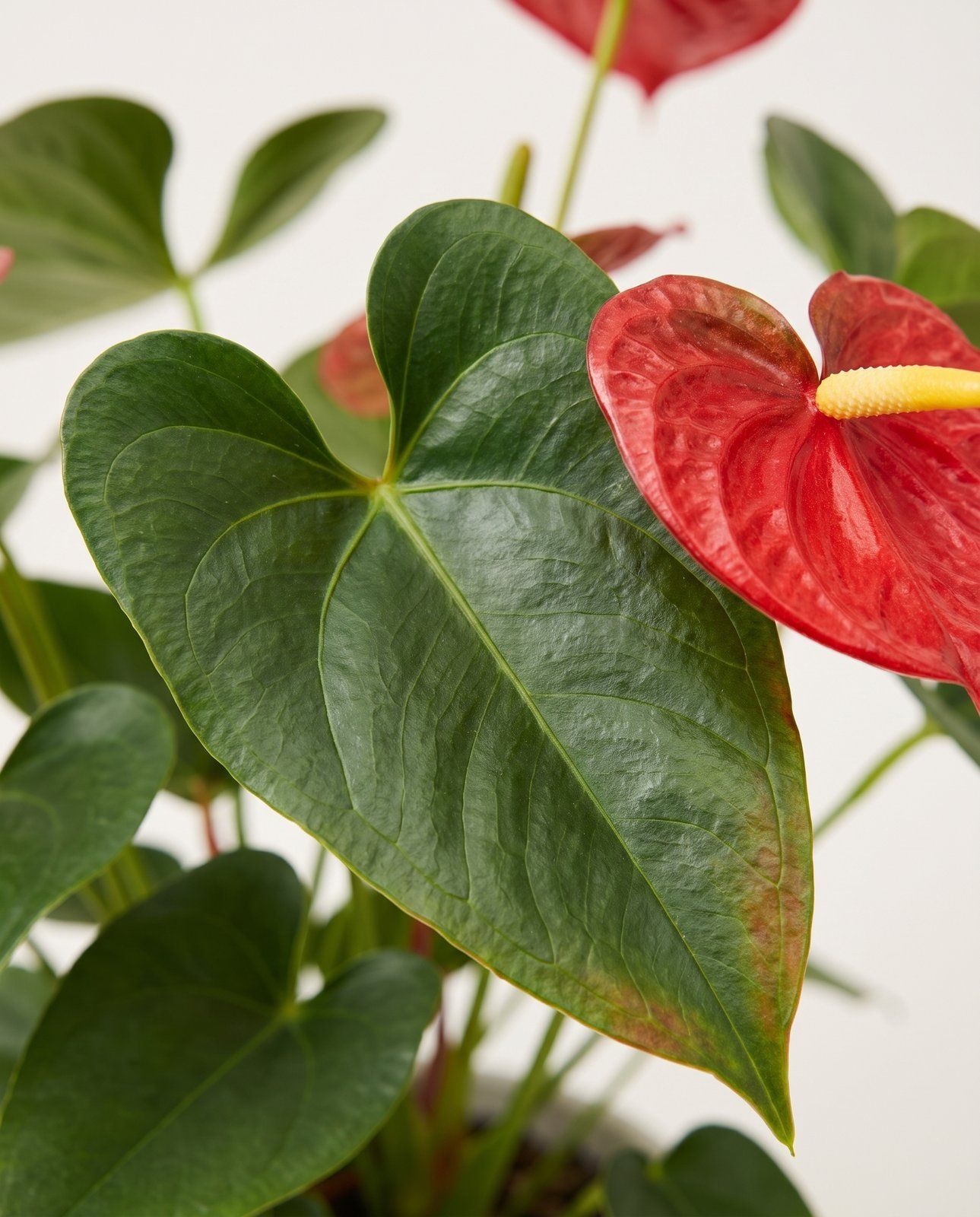 Anthurium Flamingoblumen Rood