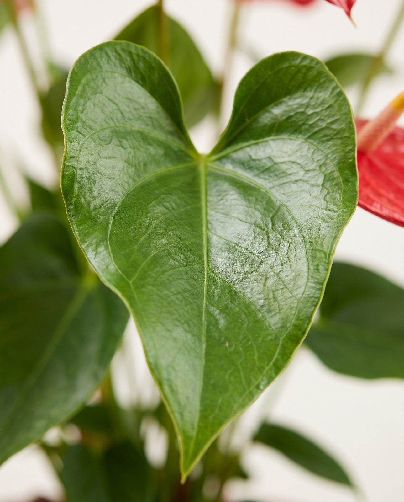 Anthurium Flamingoblumen Rood