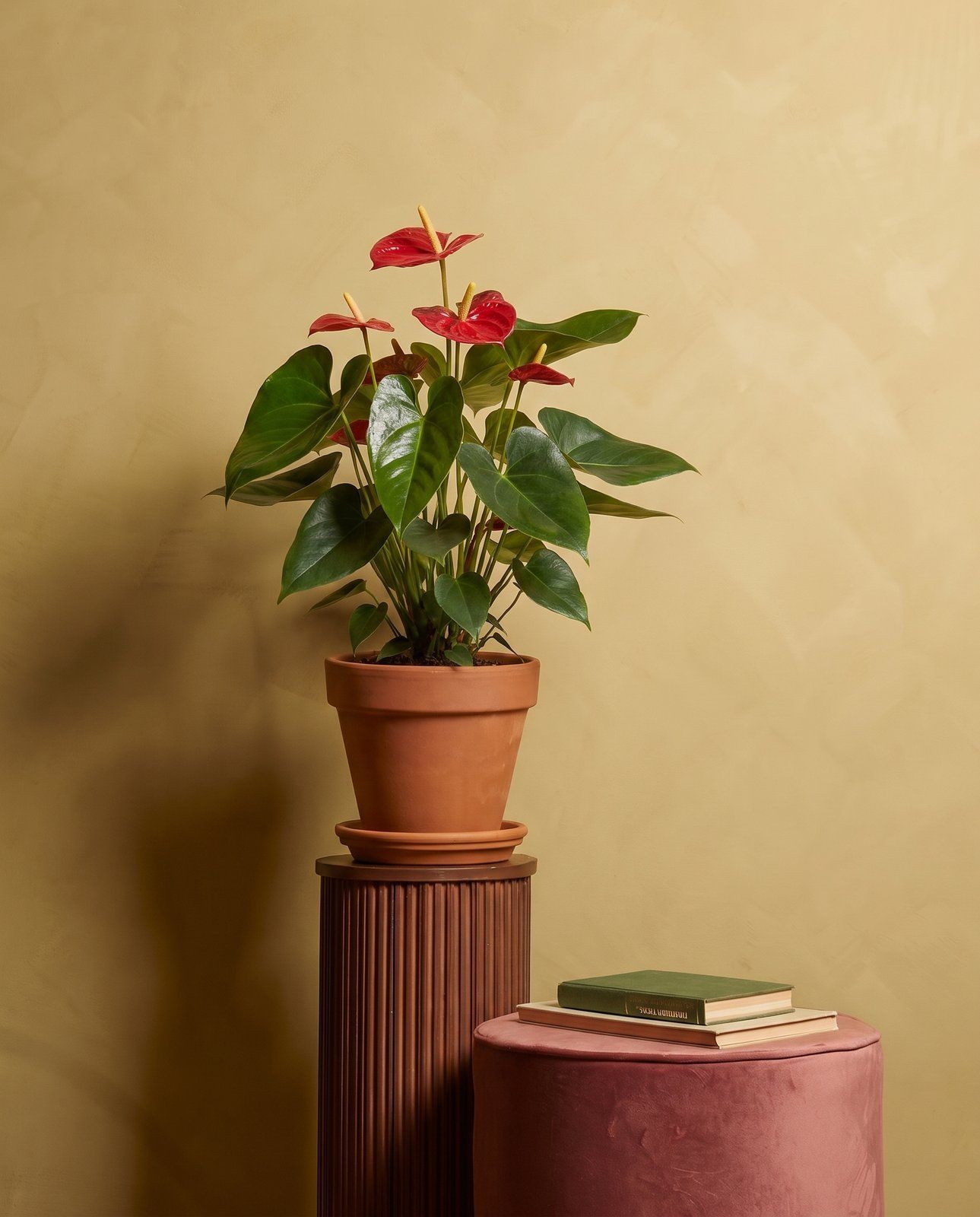 Anthurium Flamingoblumen Rood