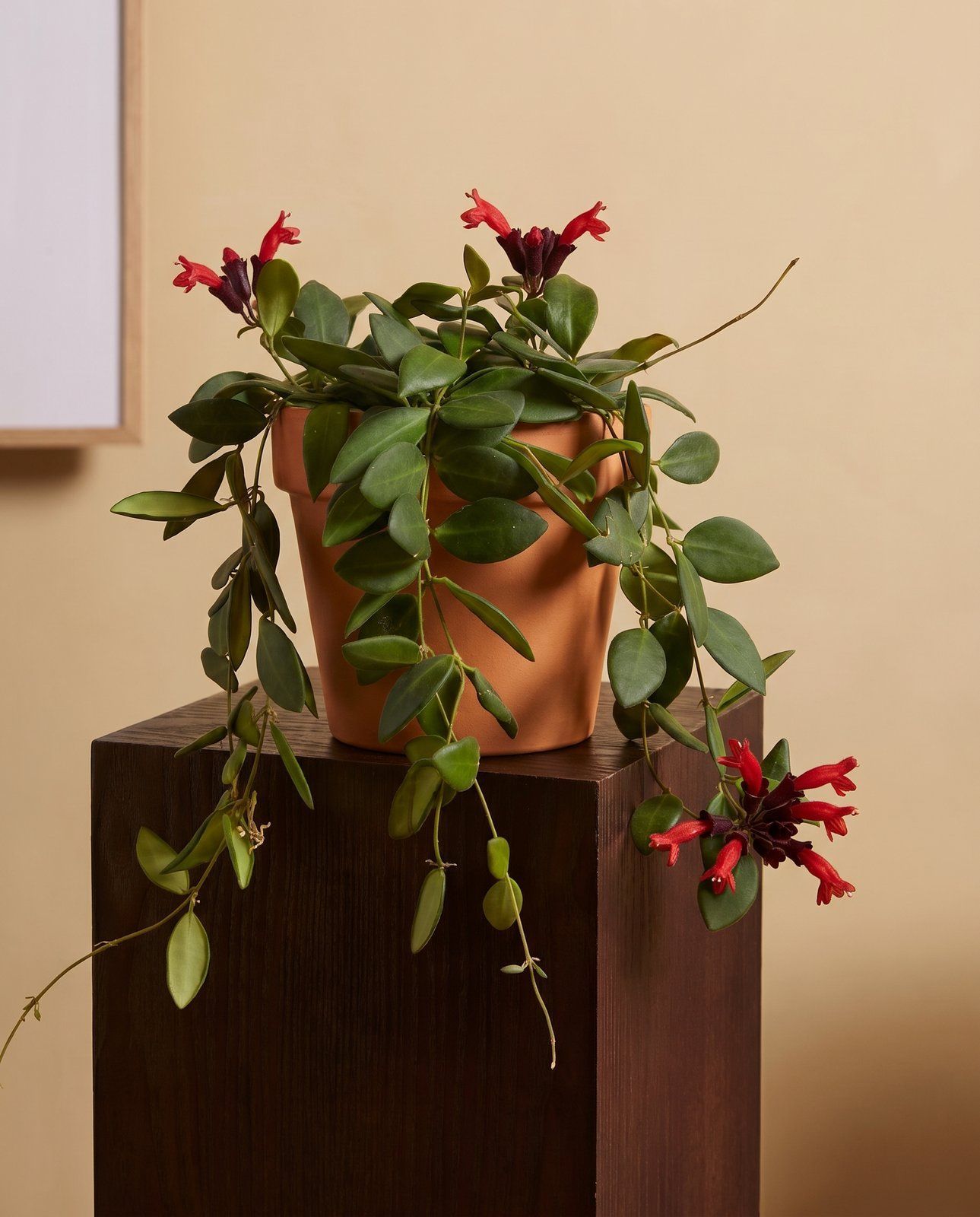 Aeschynanthus Lippenstiftpflanze Mona Lisa Hangpot