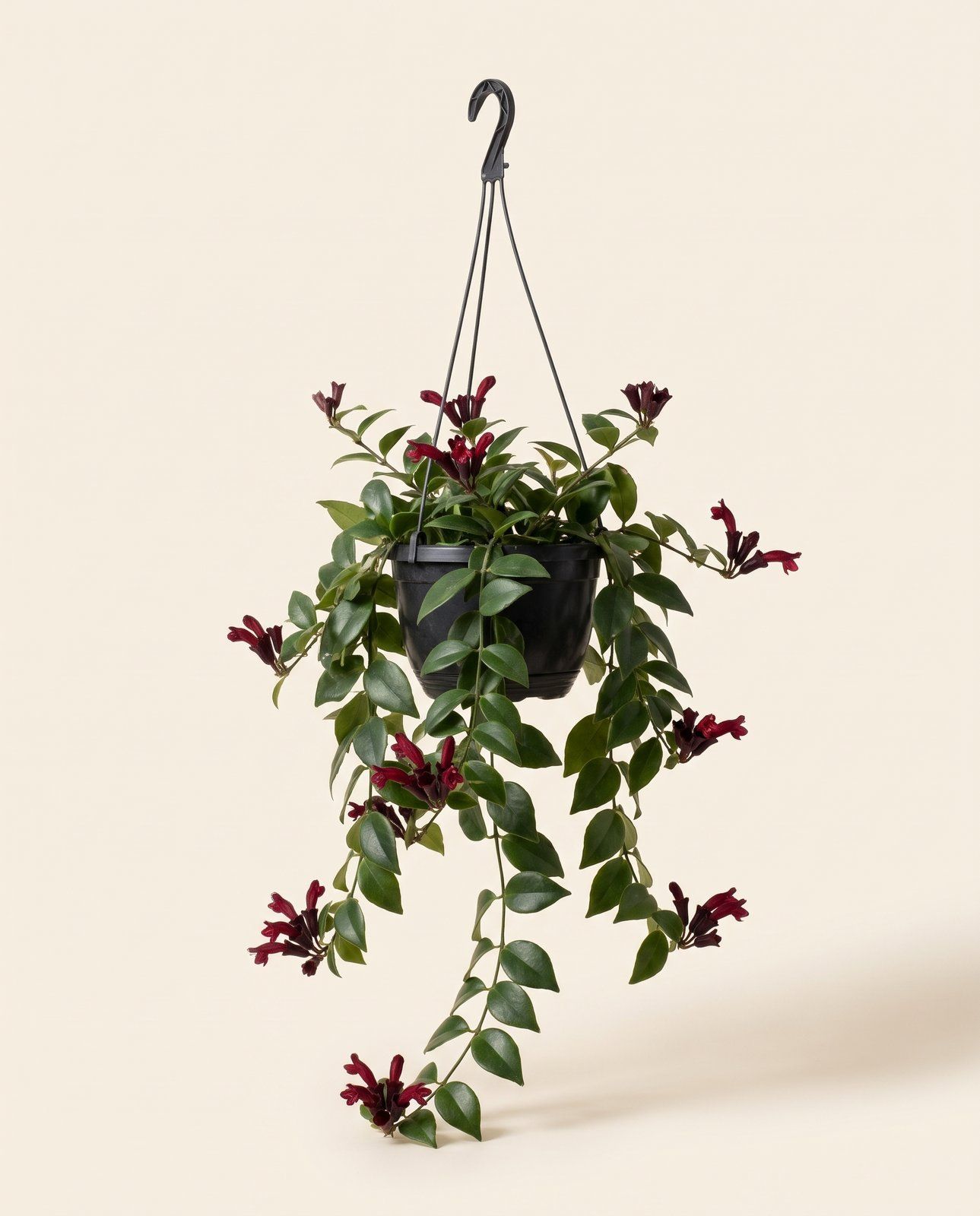 Aeschynanthus Lippenstiftpflanze Mona Lisa Hangpot