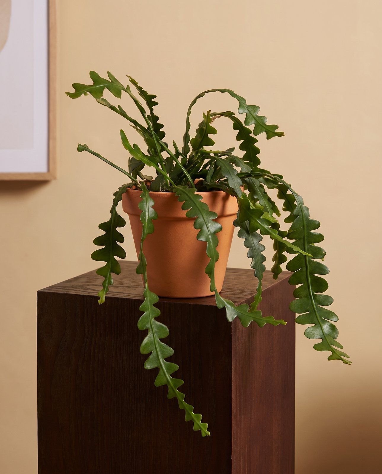 Epiphyllum Orchid cactus Anguliger