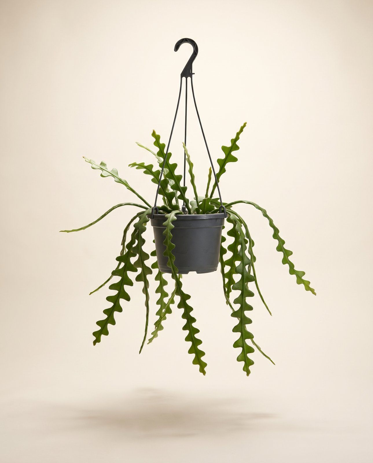 Epiphyllum Orchid cactus Anguliger