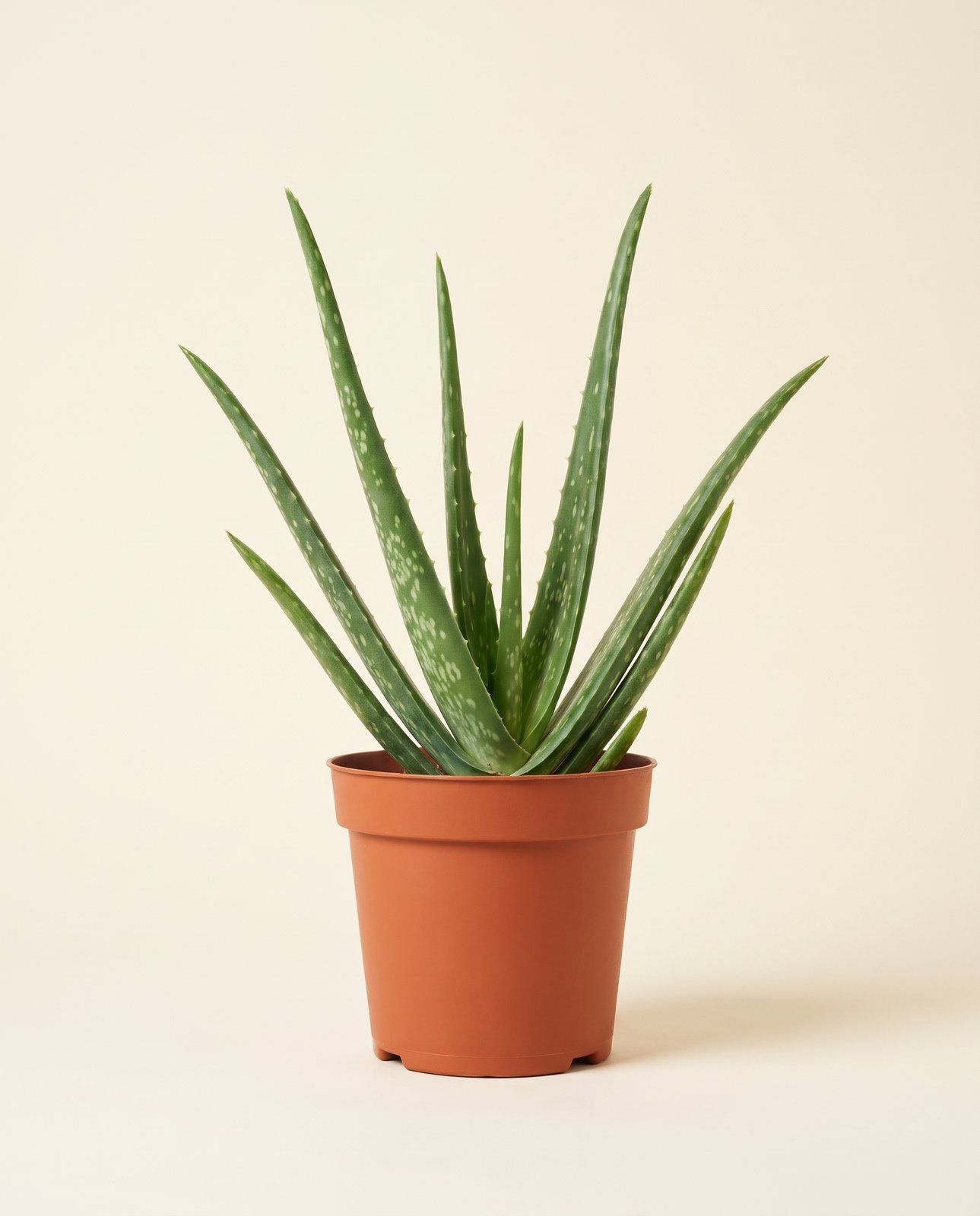 Aloe Echte Aloe Vera