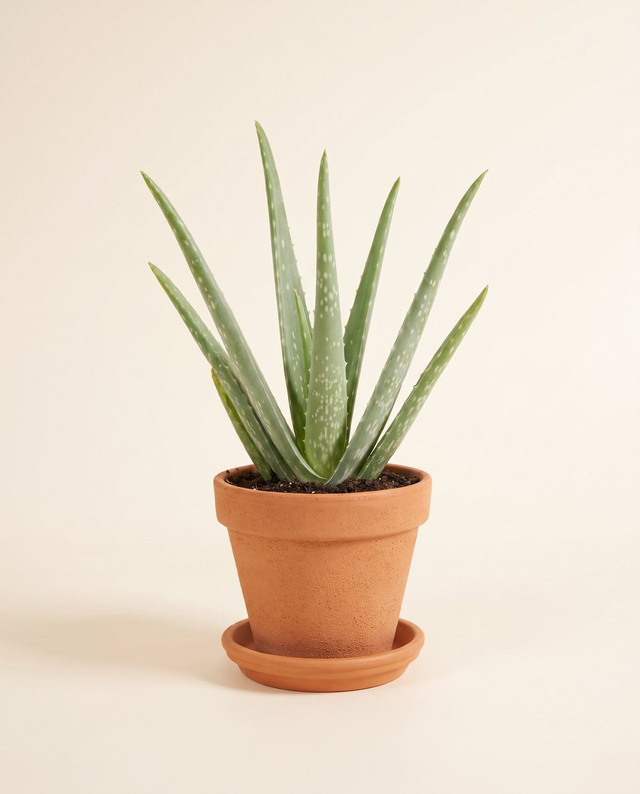 Aloe Echte Aloe Vera