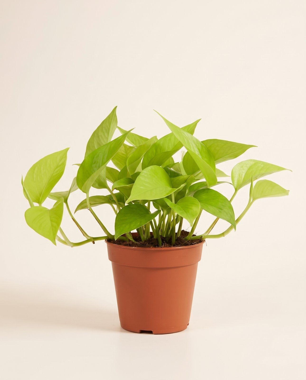 Epipremnum Efeutute Pinnatum Golden Pothos