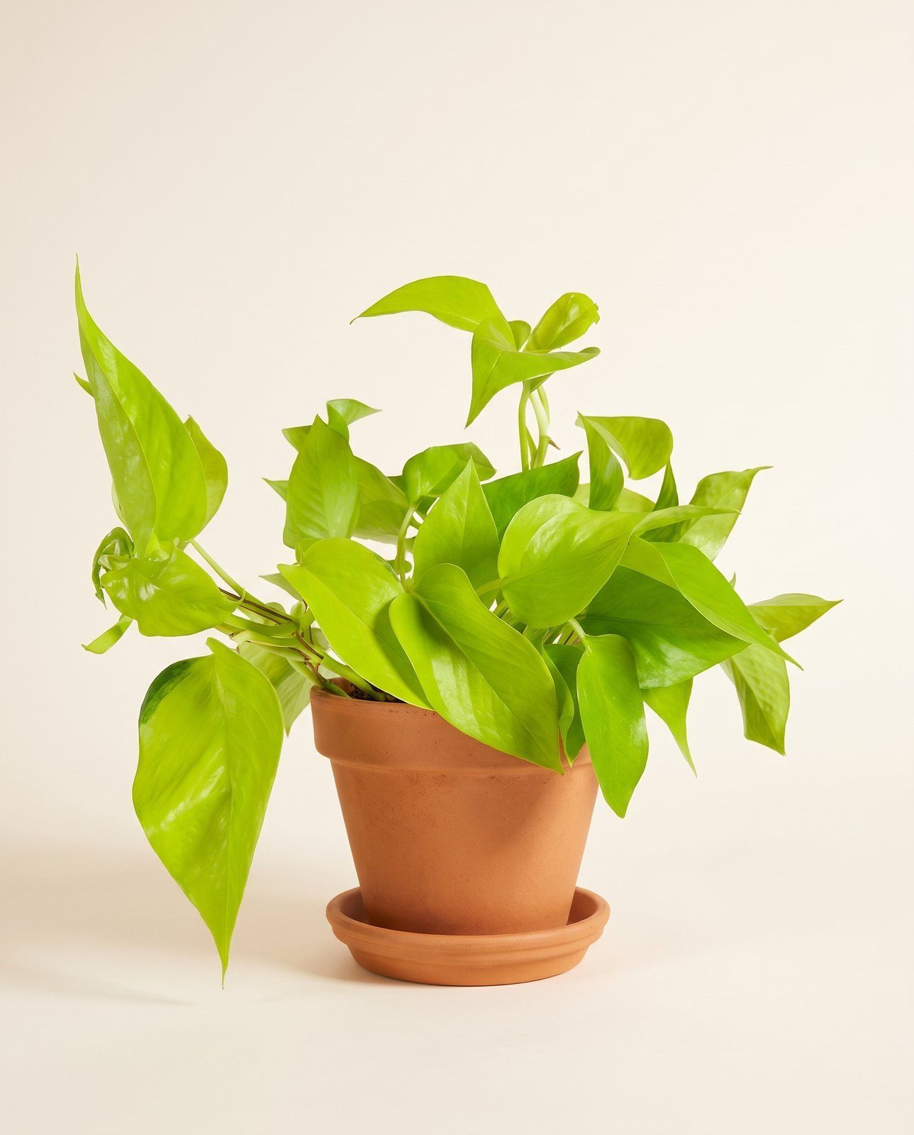 Epipremnum Efeutute Pinnatum Golden Pothos