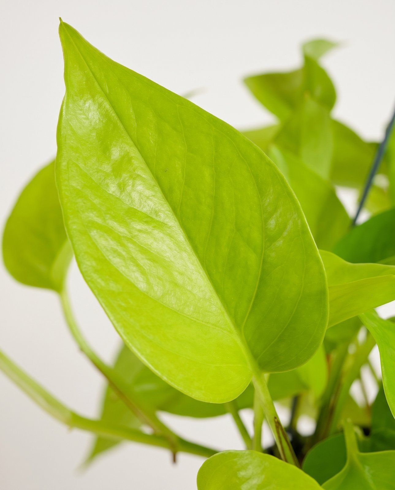 Epipremnum Efeutute Pinnatum Golden Pothos