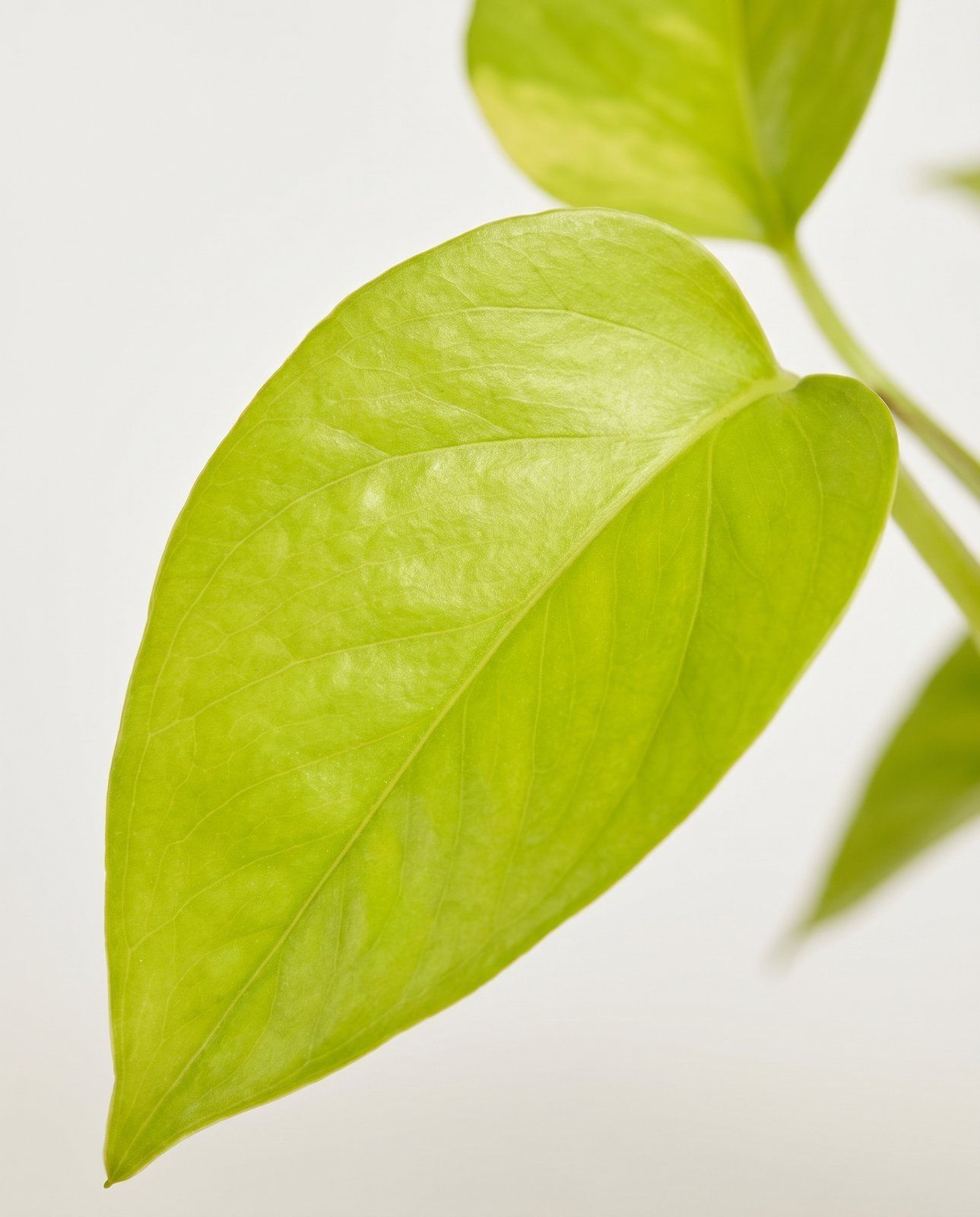 Epipremnum Efeutute Pinnatum Golden Pothos