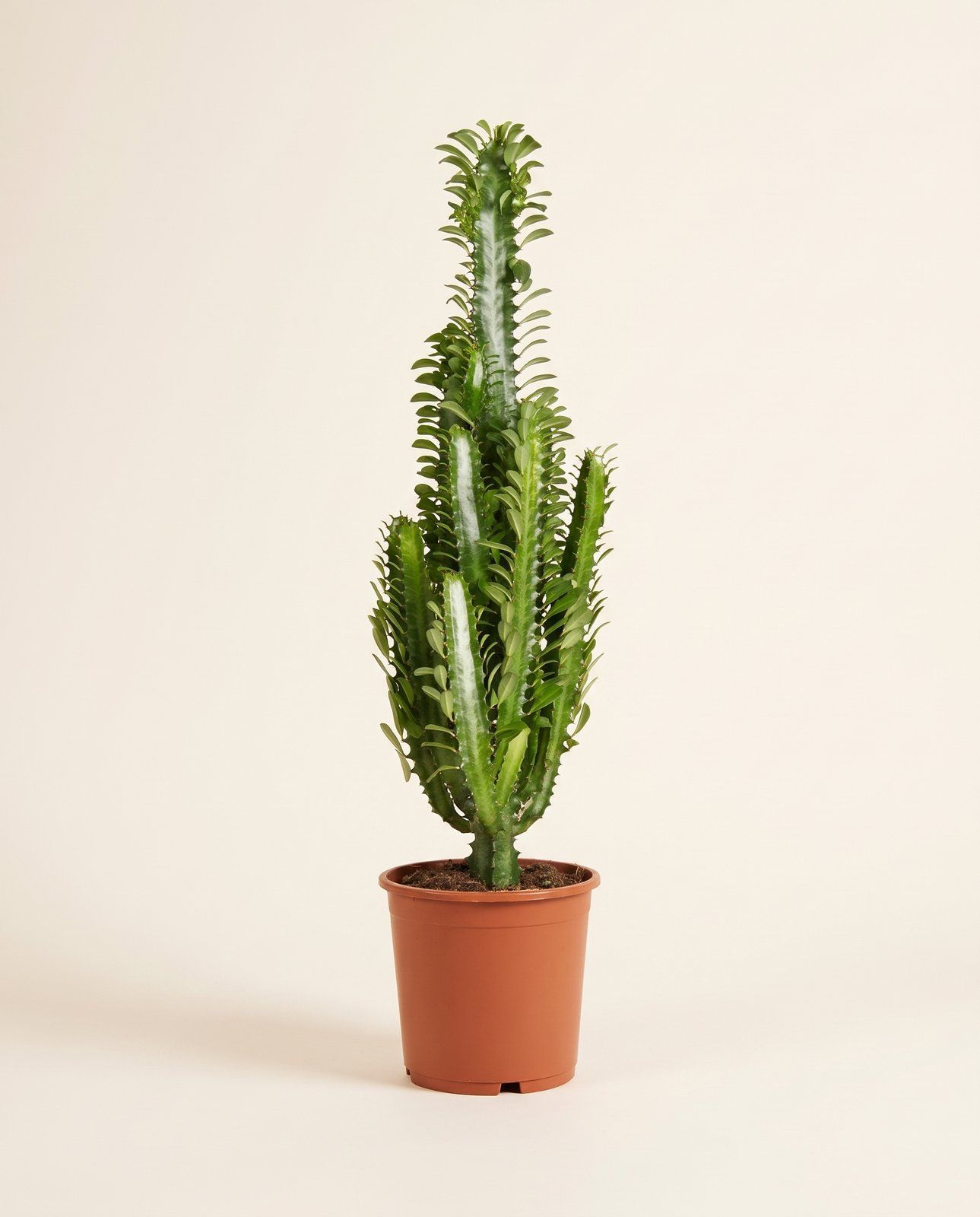Euphorbia Wolfsmilch Trigona