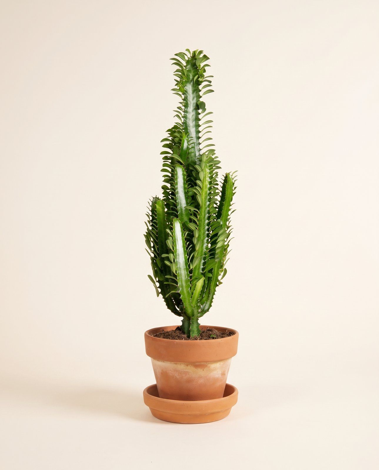Euphorbia Wolfsmilch Trigona