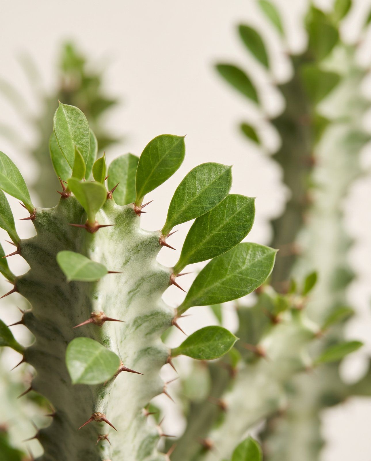 Euphorbia Wolfsmilch Trigona