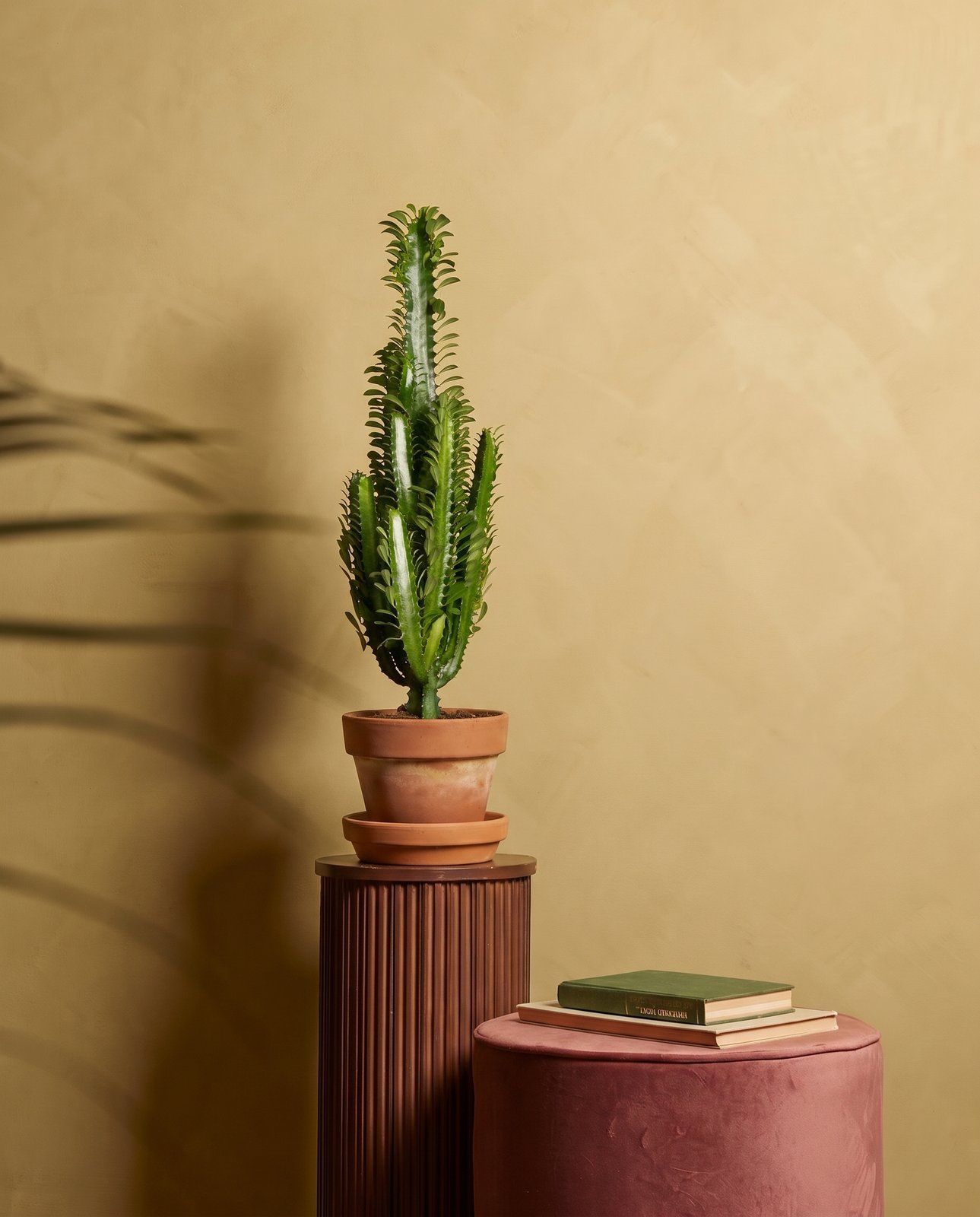 Euphorbia Wolfsmilch Trigona