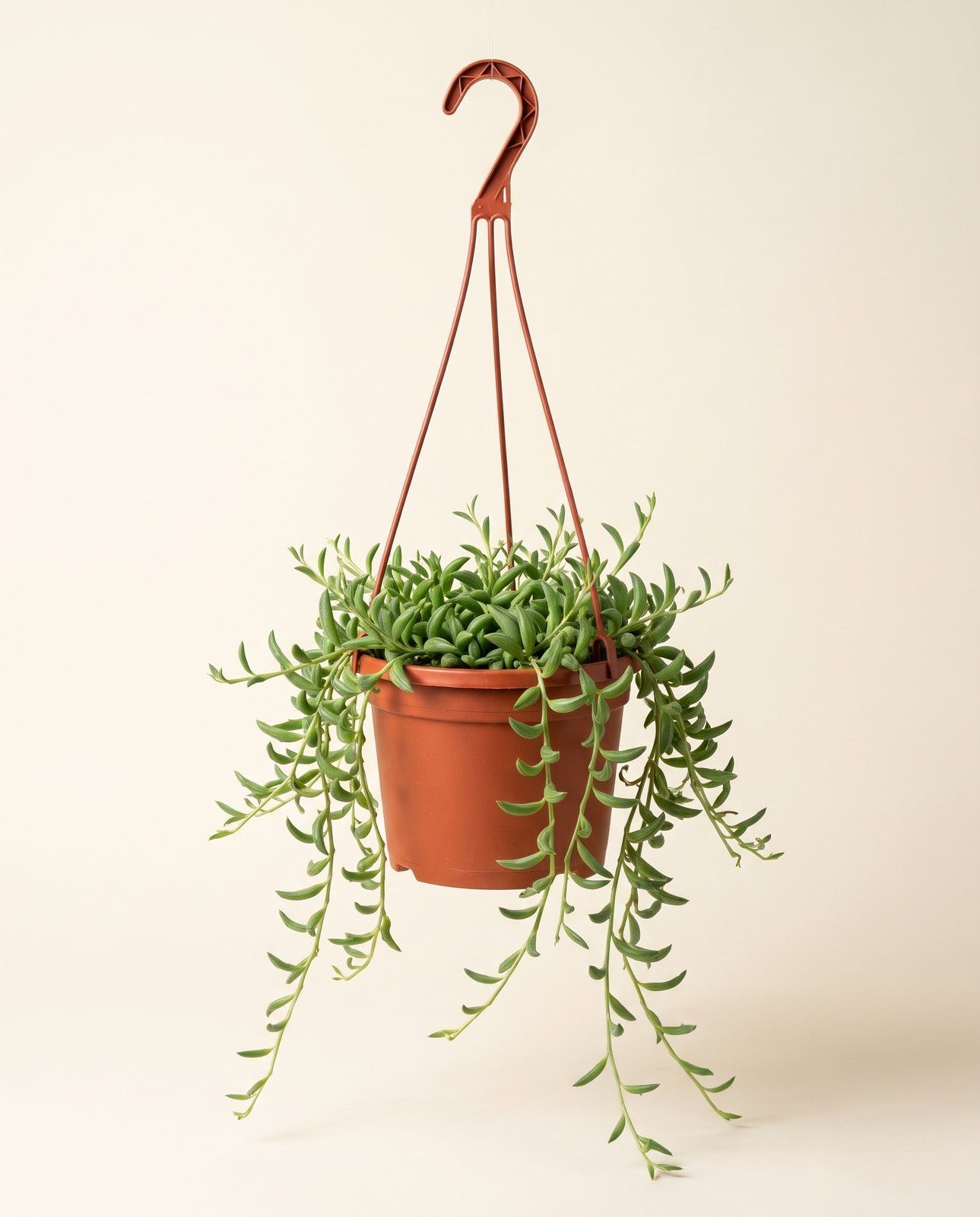 Senecio Fishhooks Radicans String of Bananas