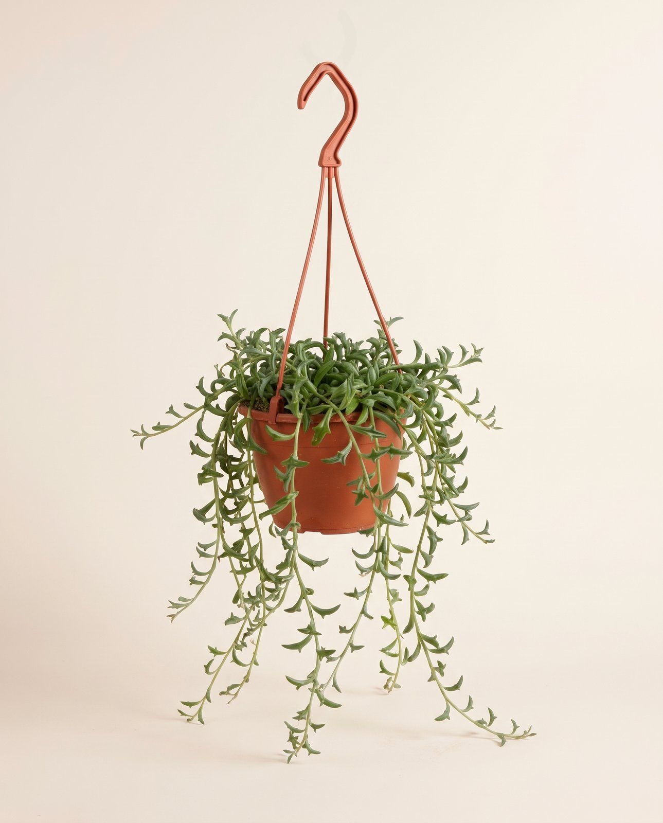 Senecio String of Pearls Peregrinus Jumping Dolphin