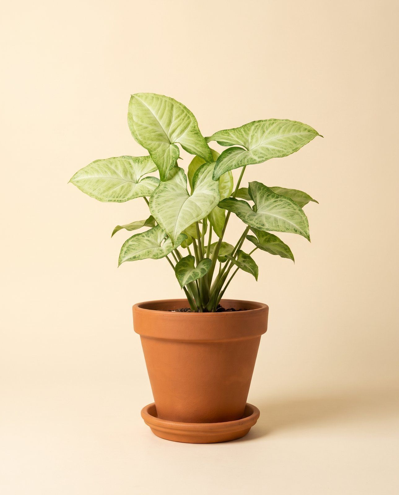 Syngonium Pianta freccia White Butterfly