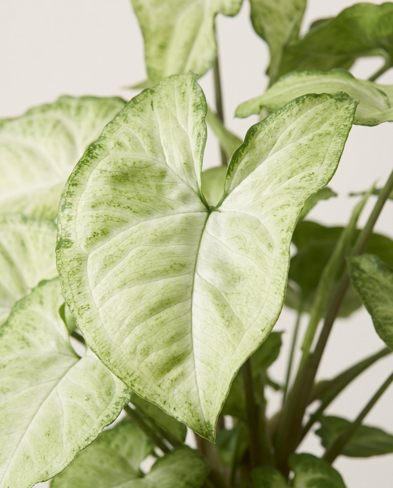 Syngonium Pianta freccia White Butterfly
