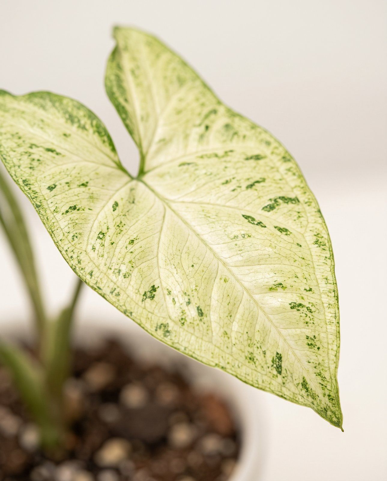 Syngonium Pianta freccia White Butterfly