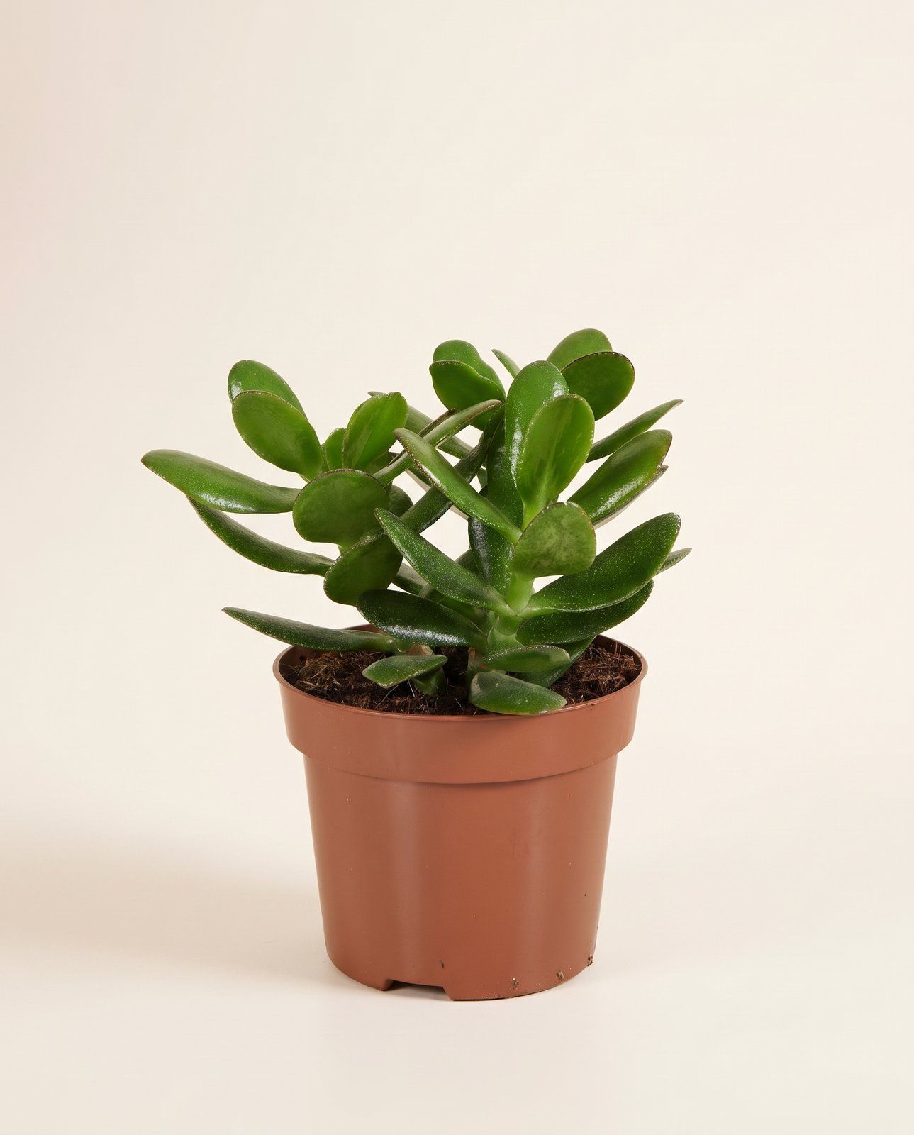 Succulent Albero di giada Crassula Ovata
