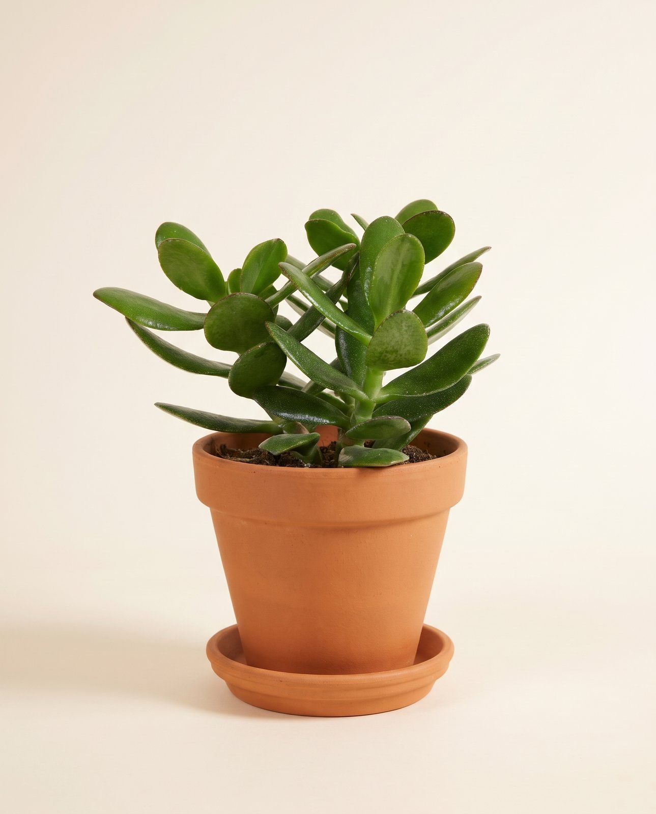 Succulent Albero di giada Crassula Ovata