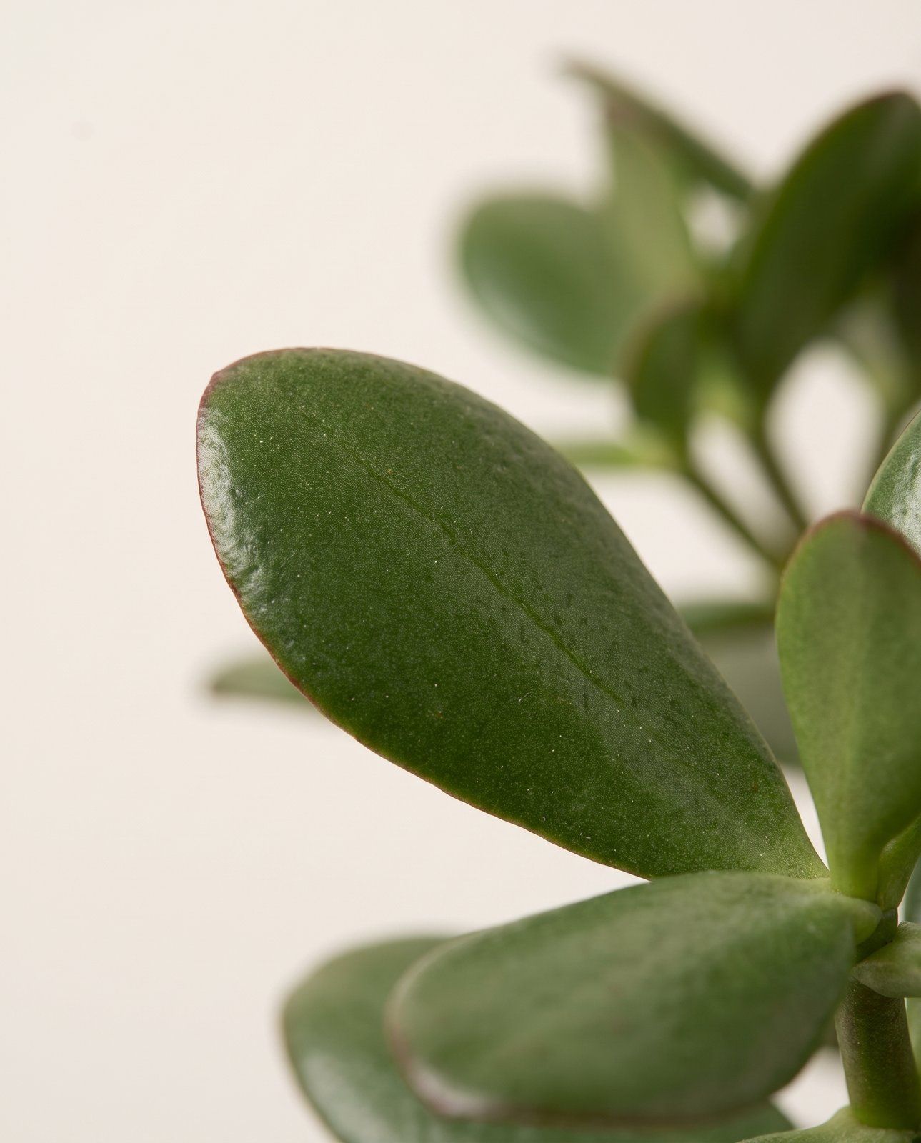Succulent Albero di giada Crassula Ovata
