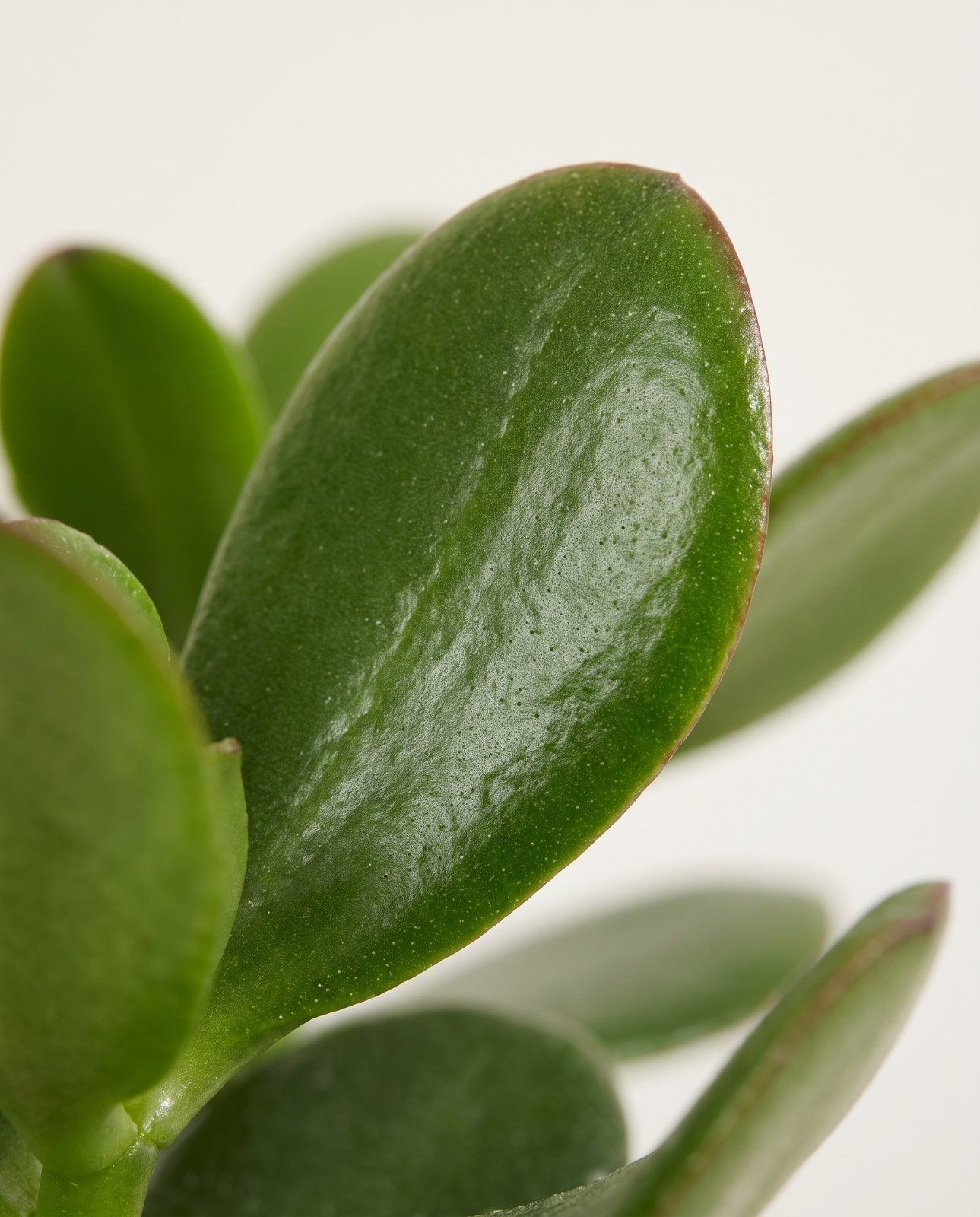 Succulent Albero di giada Crassula Ovata