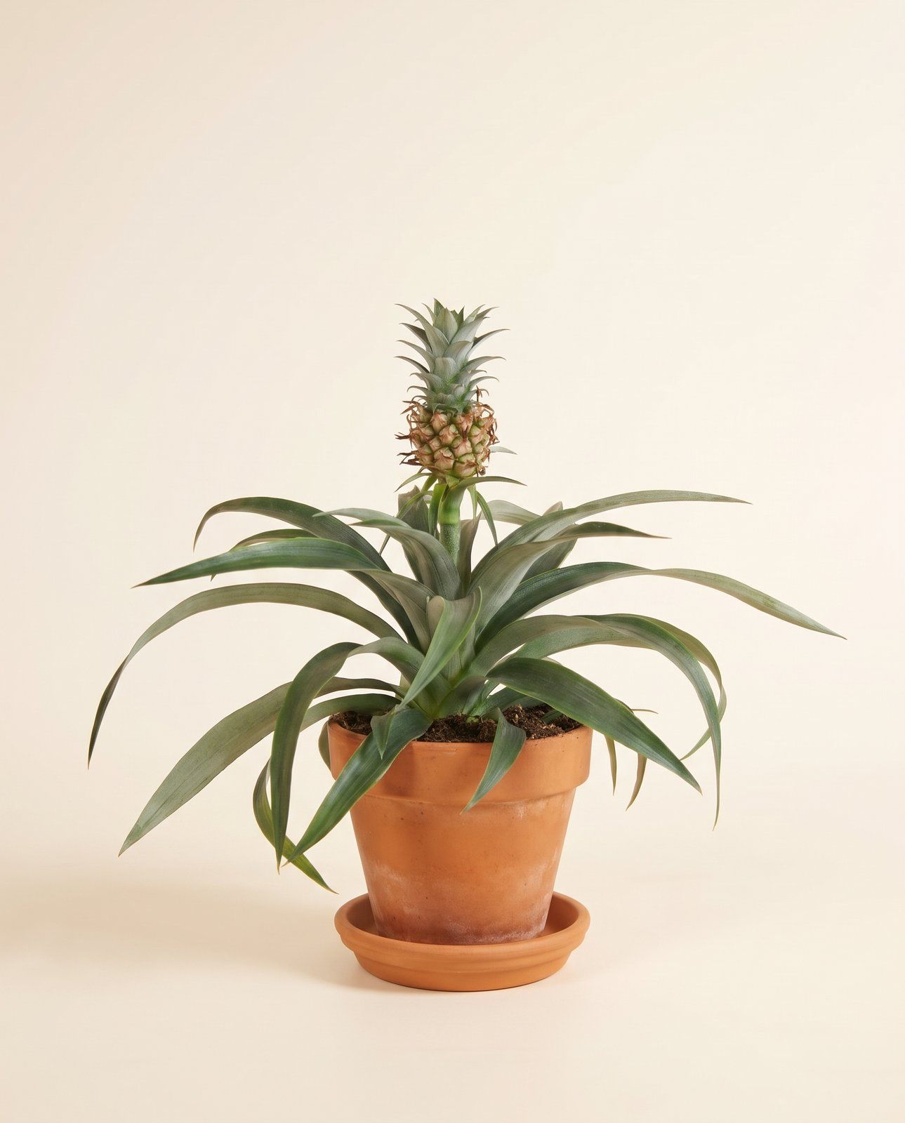 Ananas Ananas Amigo