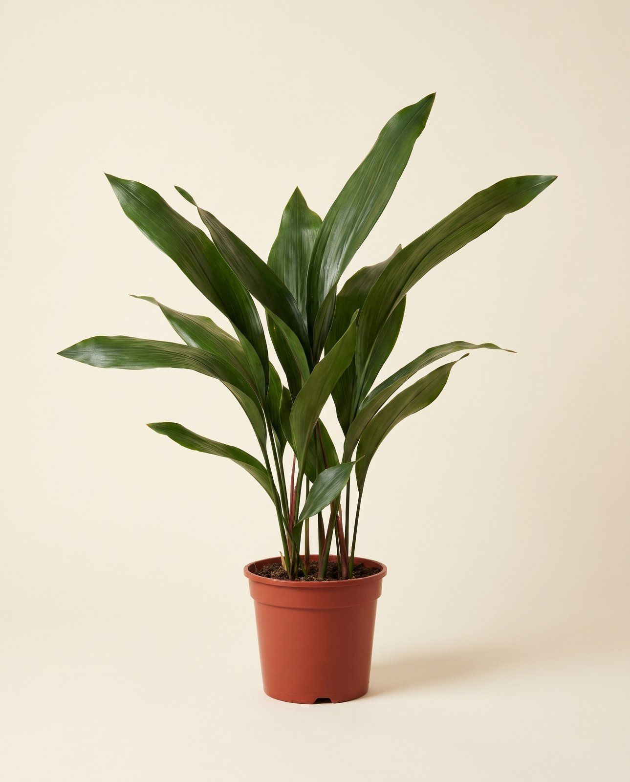 Aspidistra IJzerplant Elatior