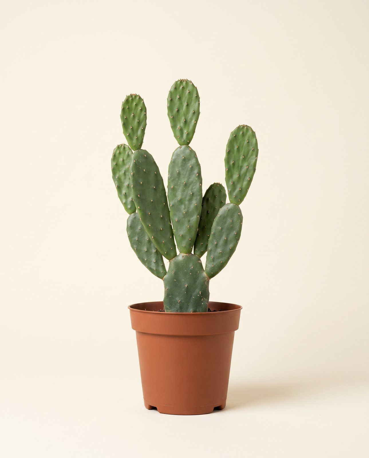 Opuntia Prickly pear Rubescens