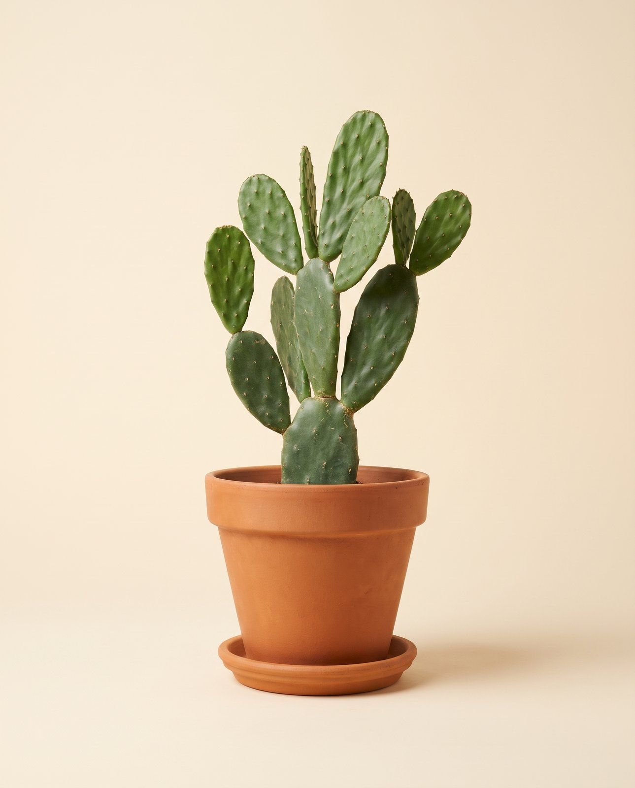 Opuntia Prickly pear Rubescens