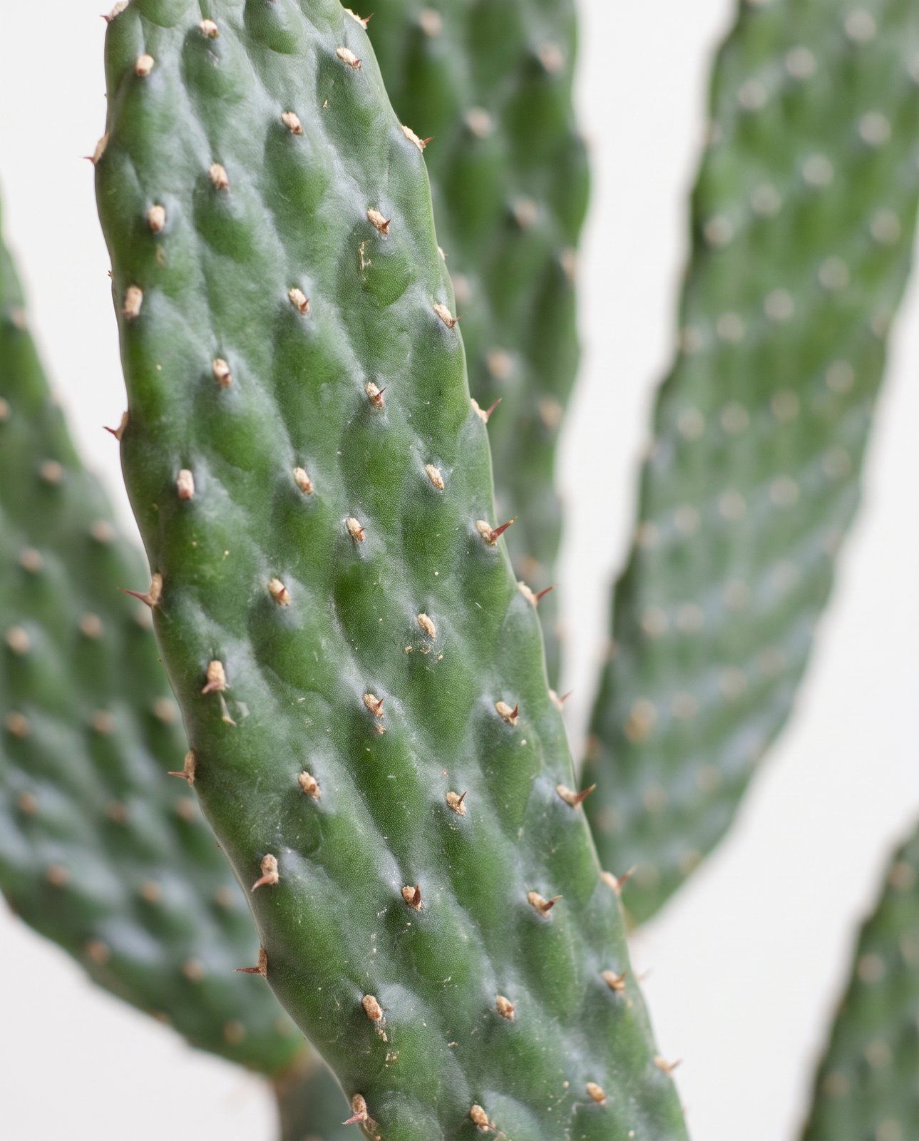 Opuntia Prickly pear Rubescens
