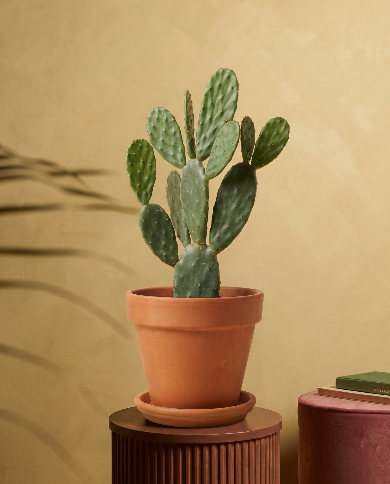 Opuntia Prickly pear Rubescens