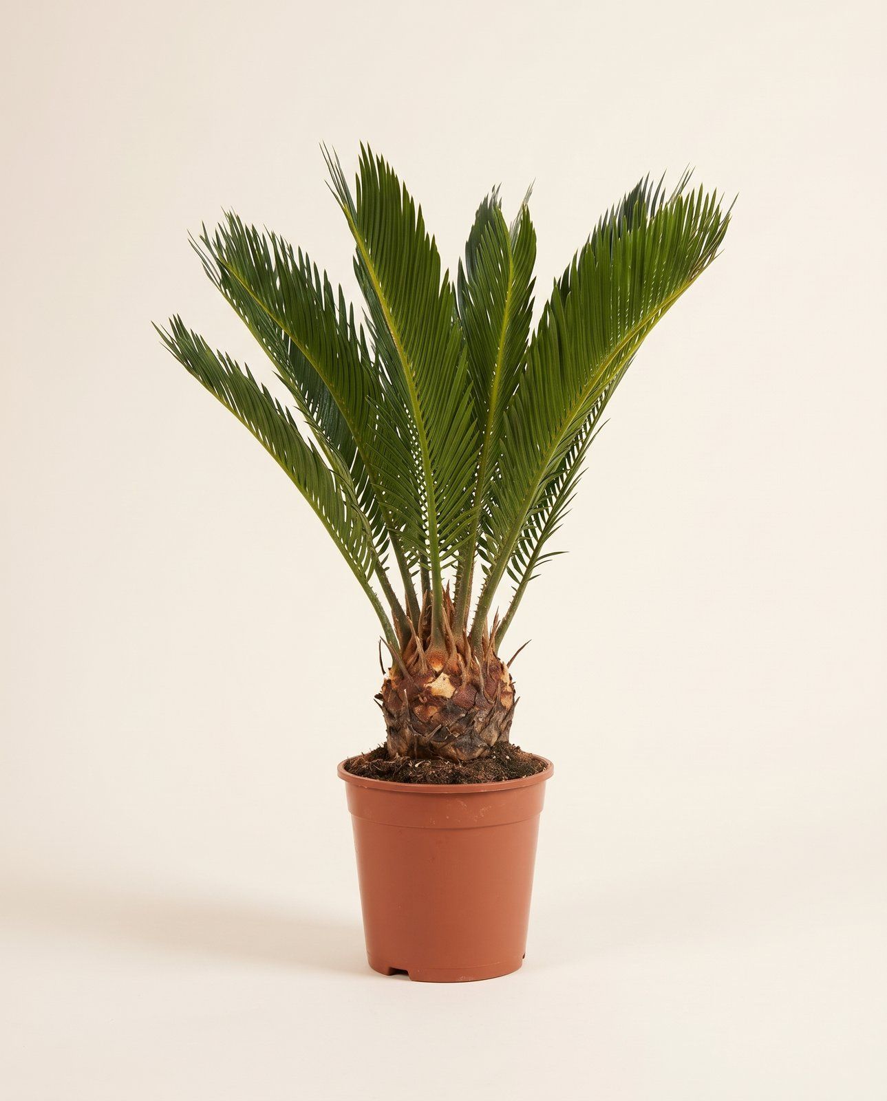 Cycas Sagoutier Revoluta