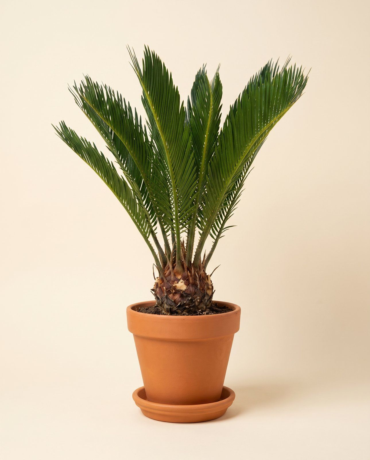 Cycas Sagoutier Revoluta