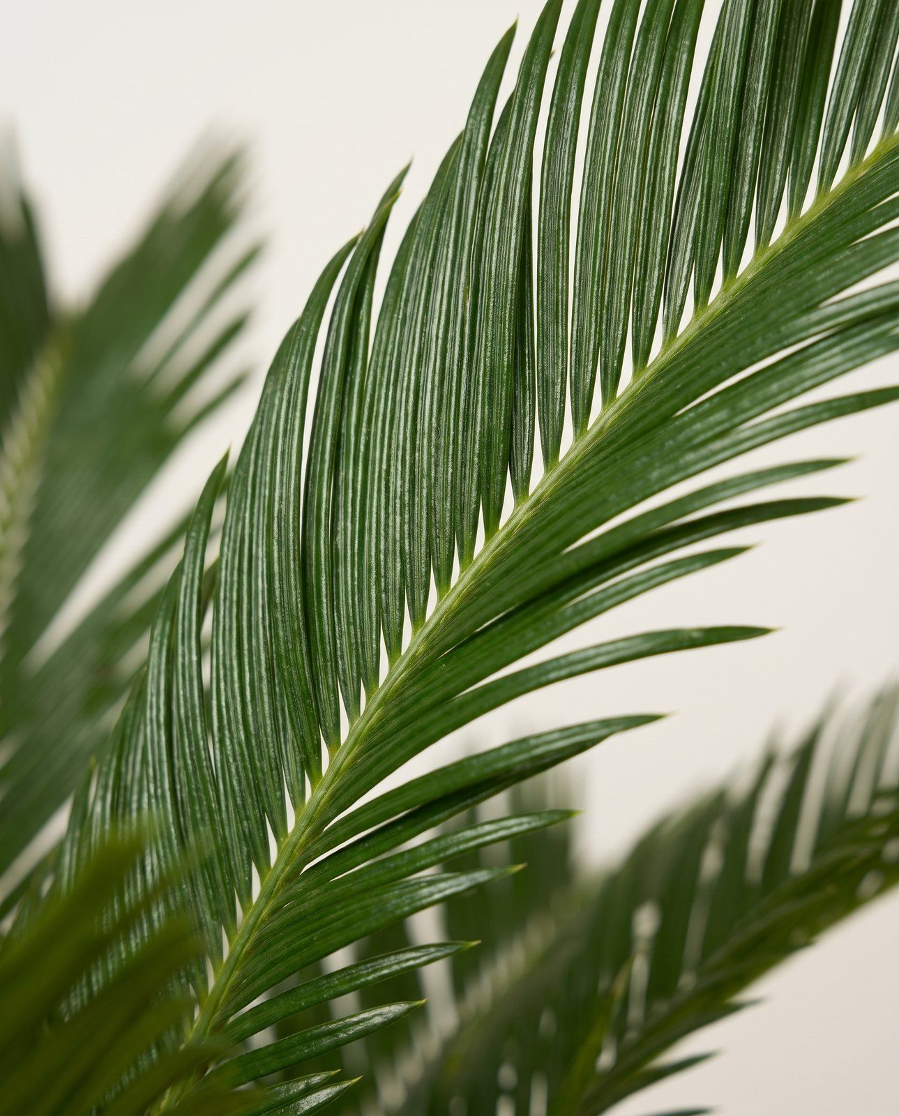 Cycas Sagoutier Revoluta