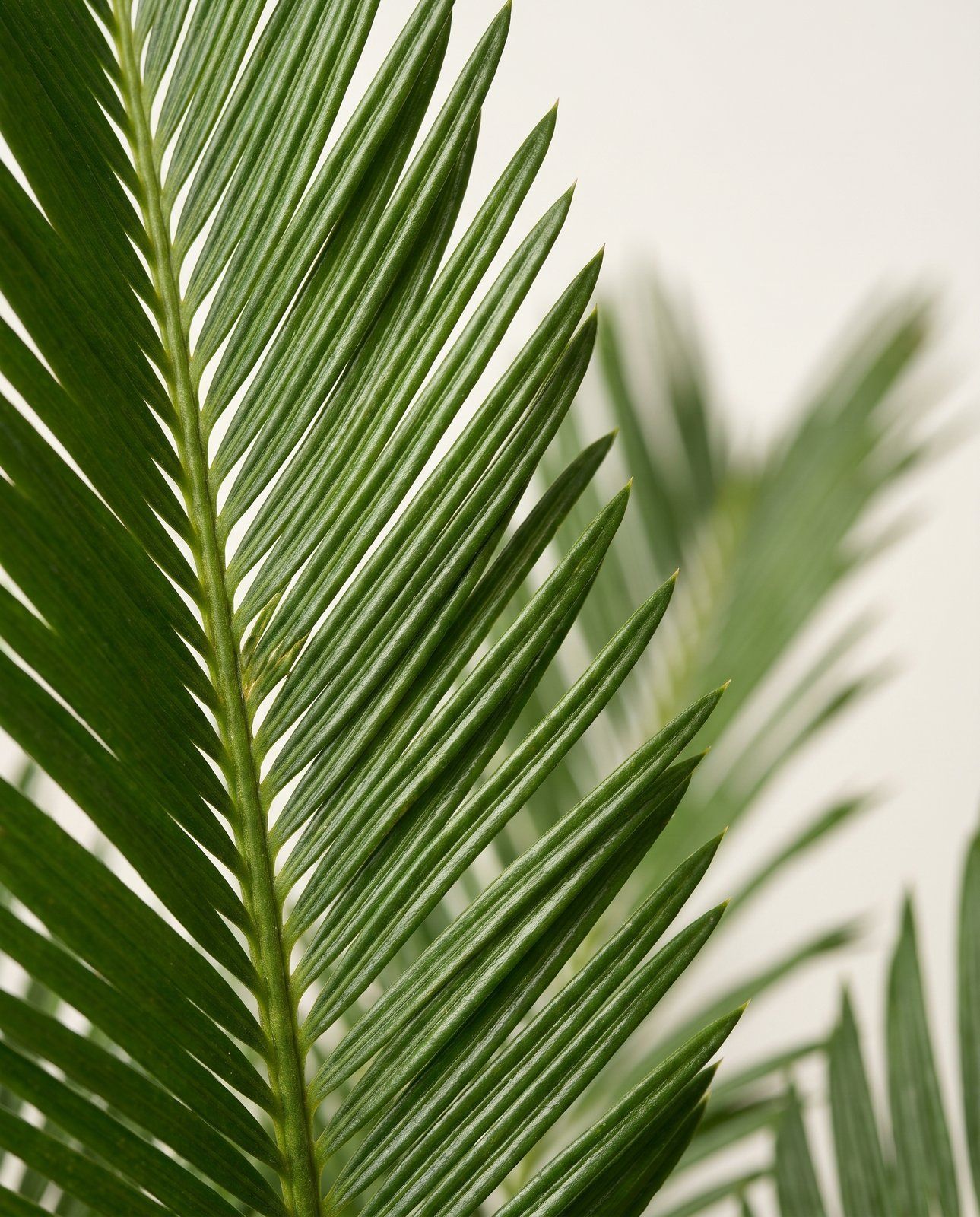 Cycas Sagoutier Revoluta