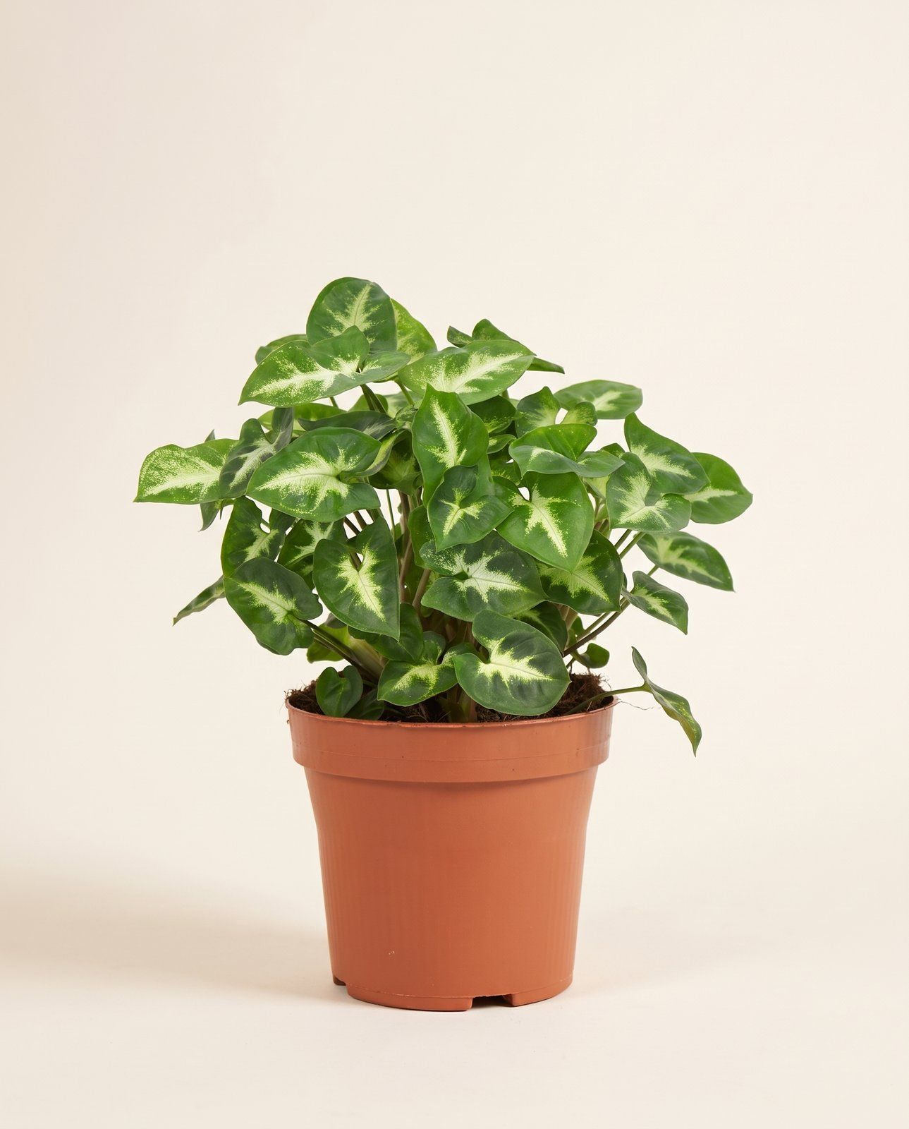 Syngonium Purpurtute Pixie